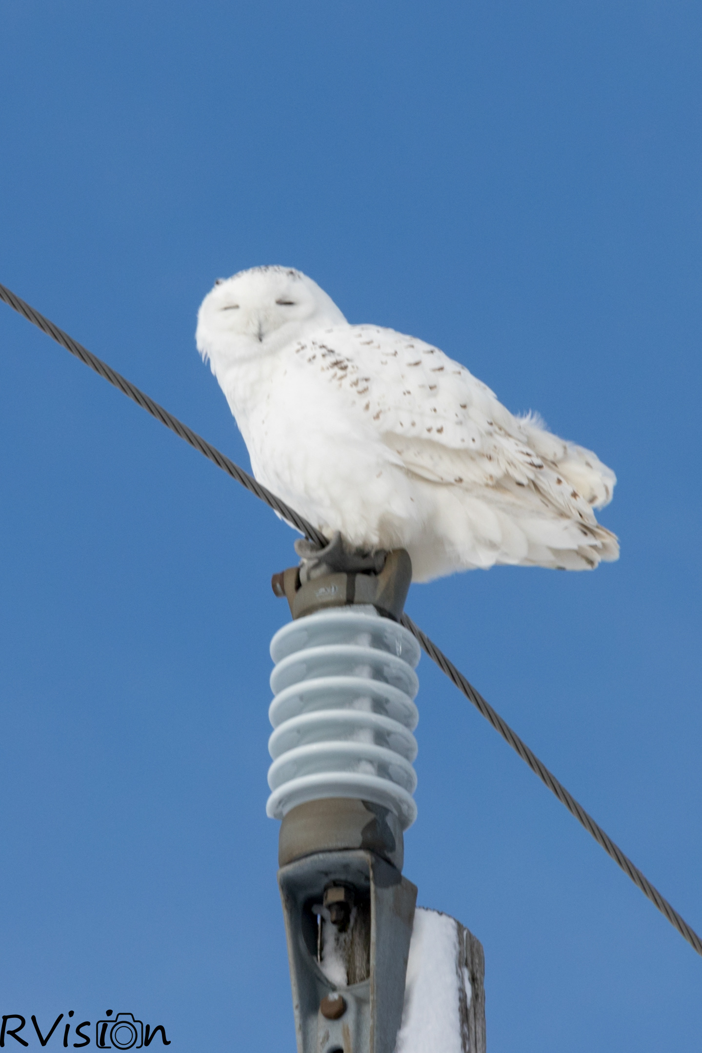 Male Snow Owl