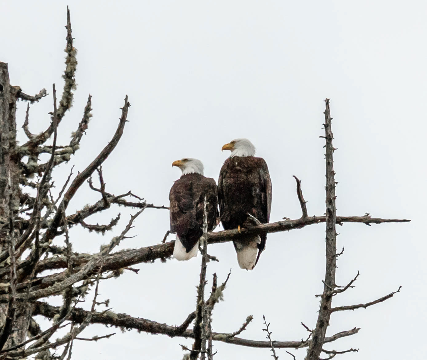 Eagles in Ucluelet, BC