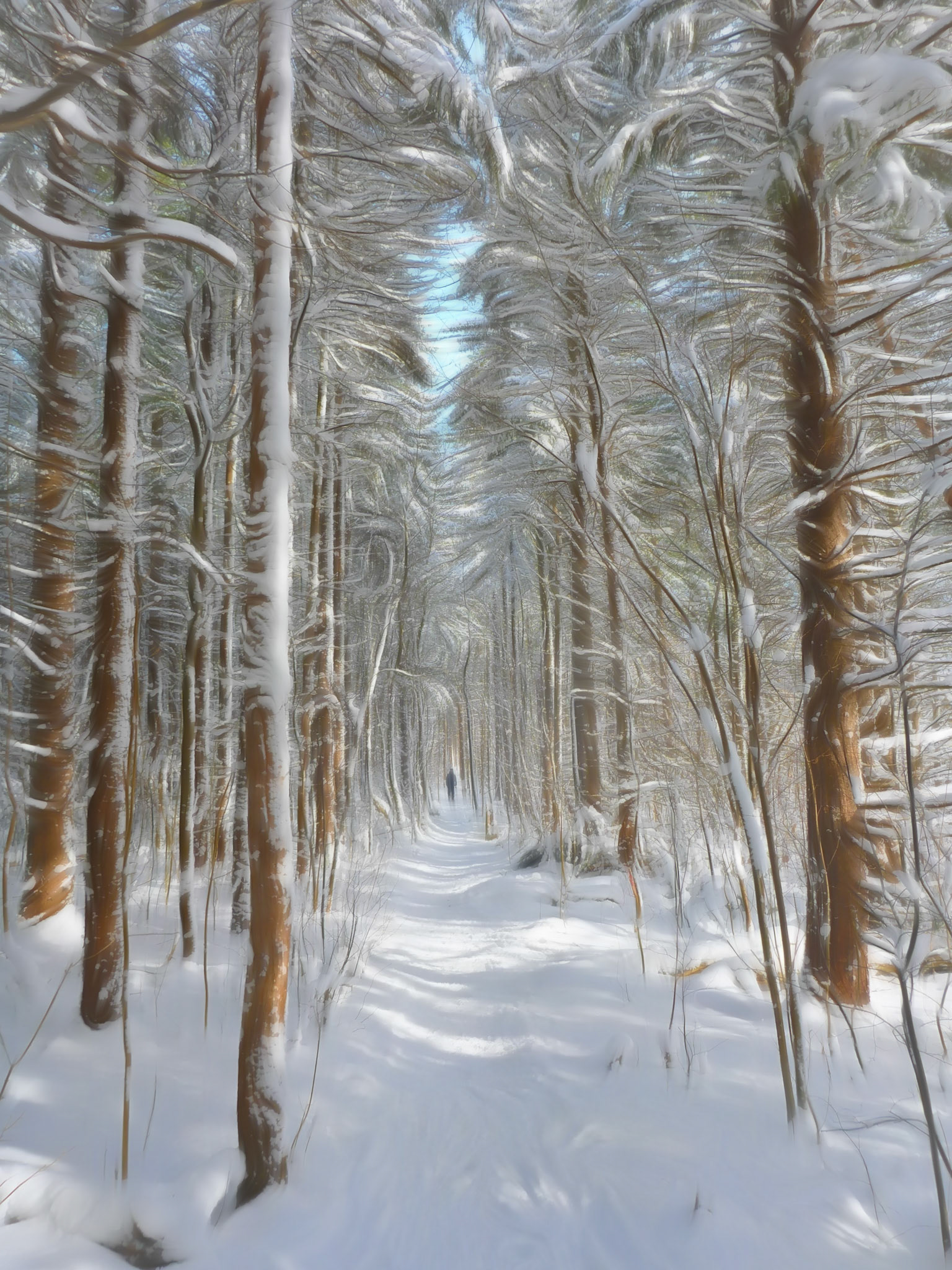 Loree Forest