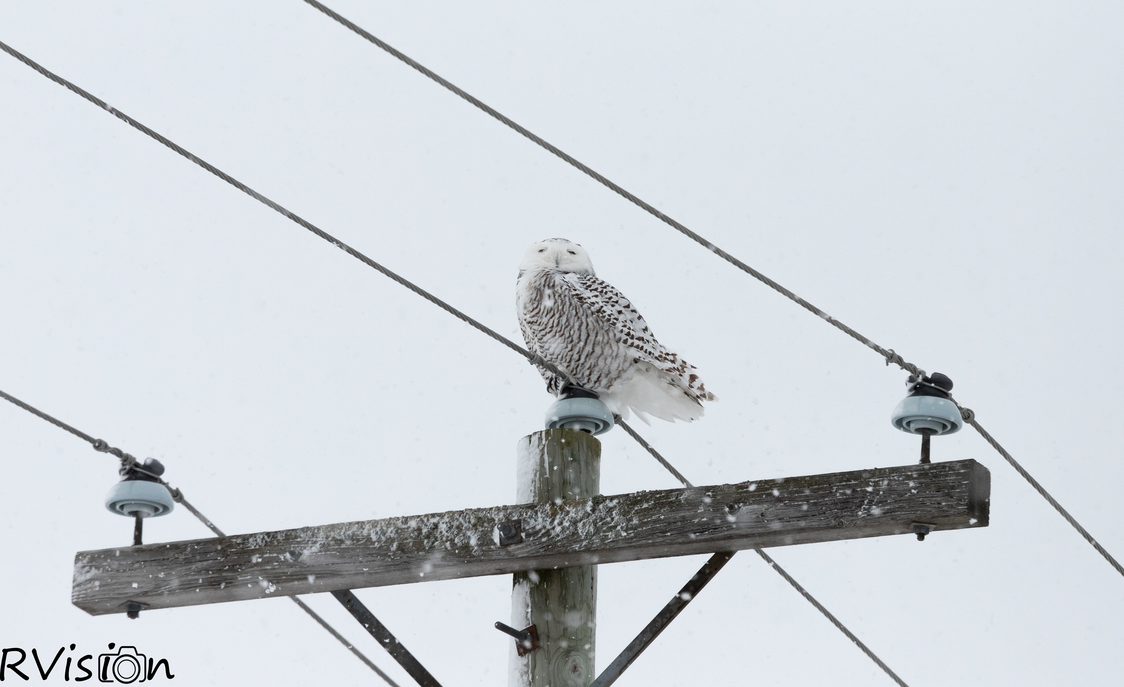 Female Snowy Owl