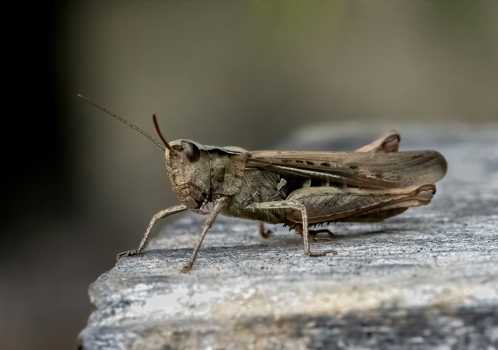 Common Grasshopper