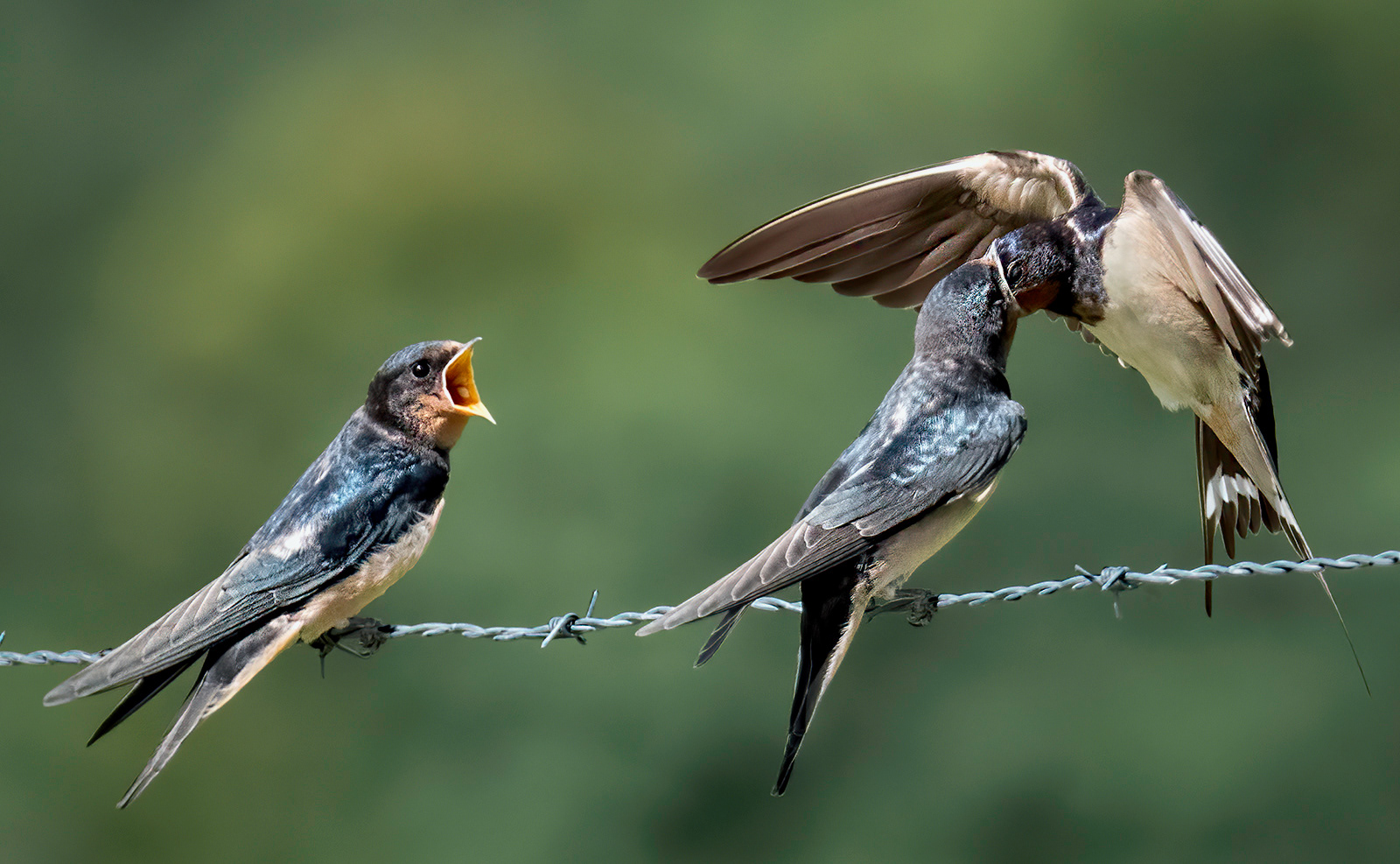 Family of Swallows