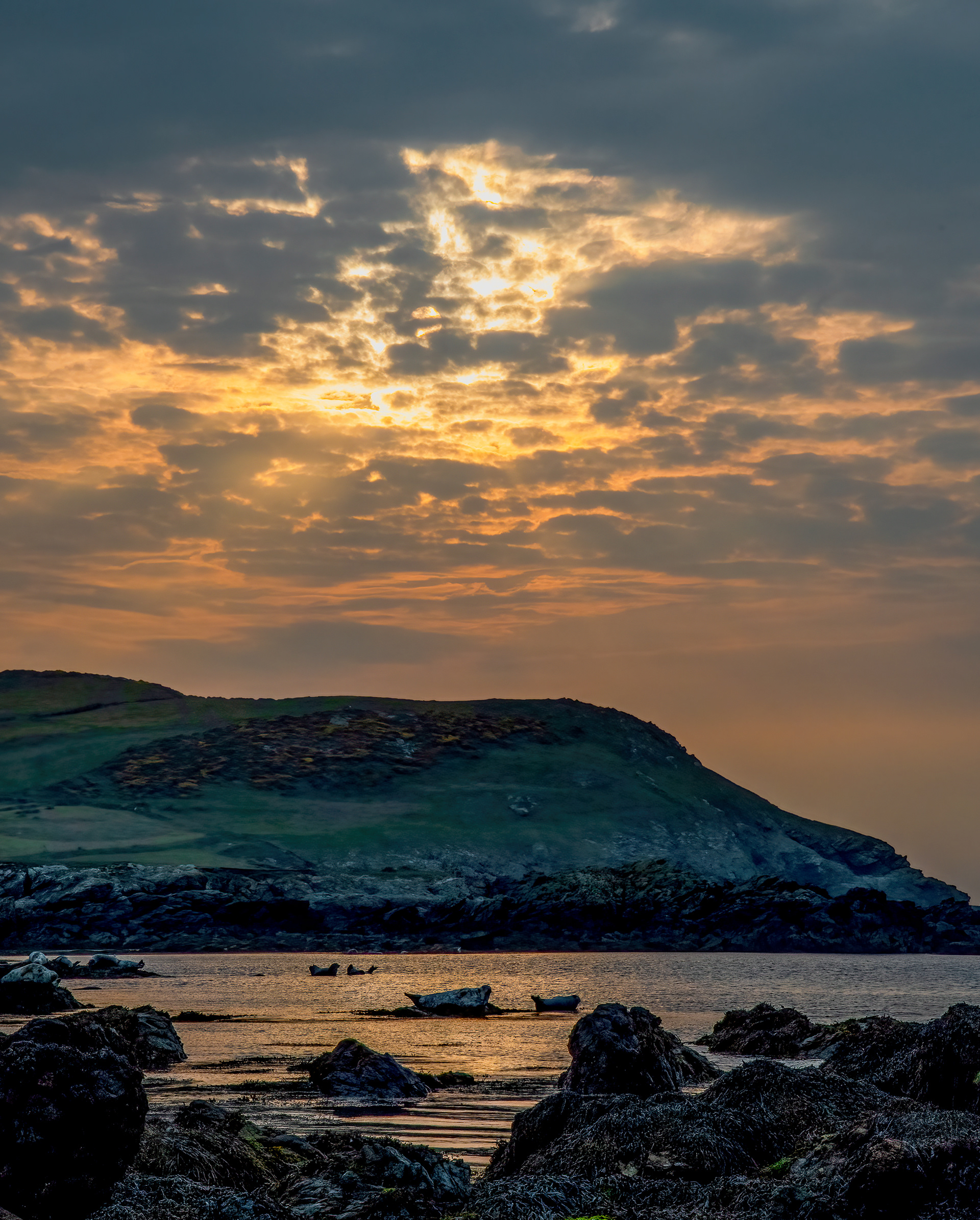 Sunrise and seals, Bardsey Island