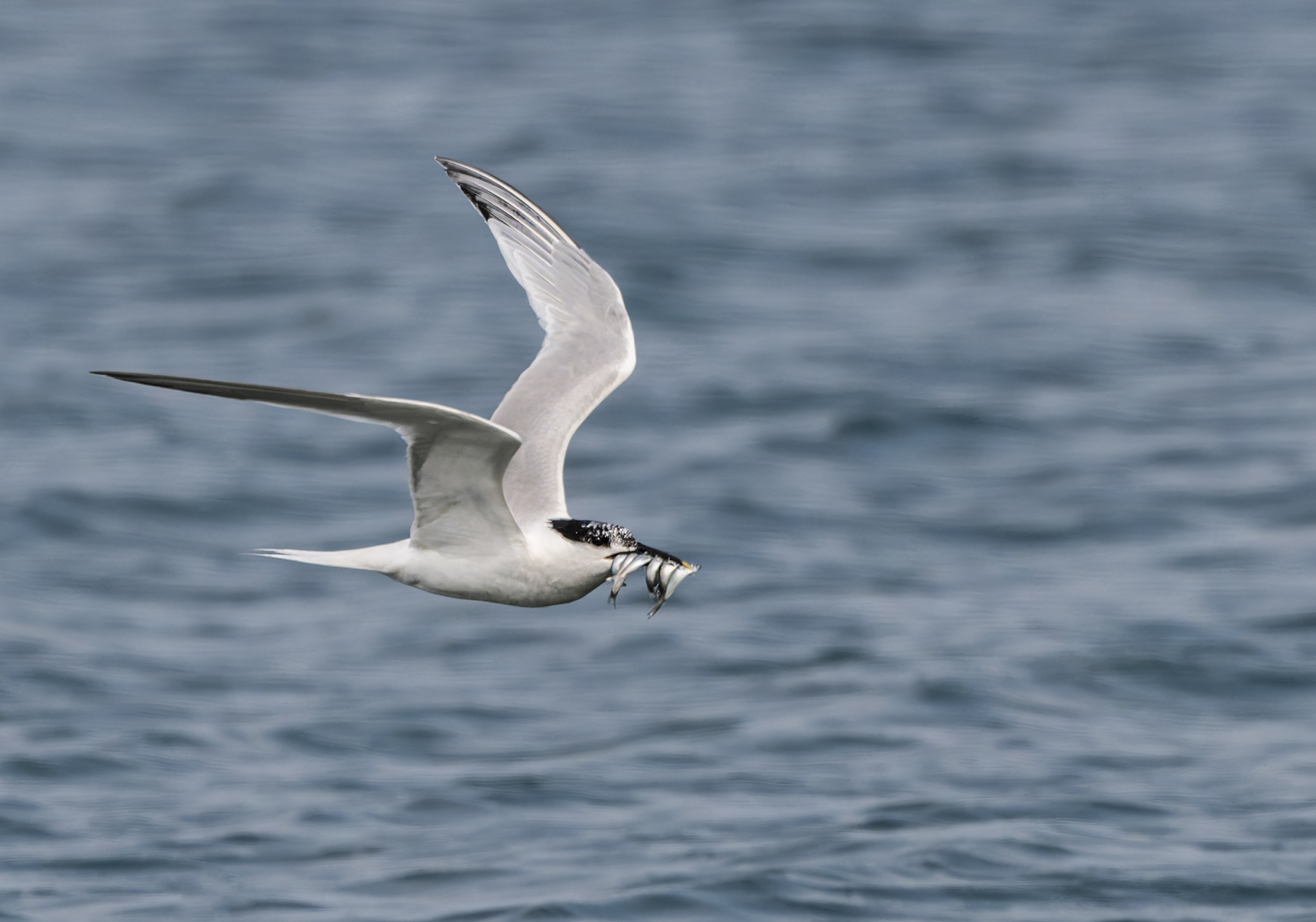 sandwich tern