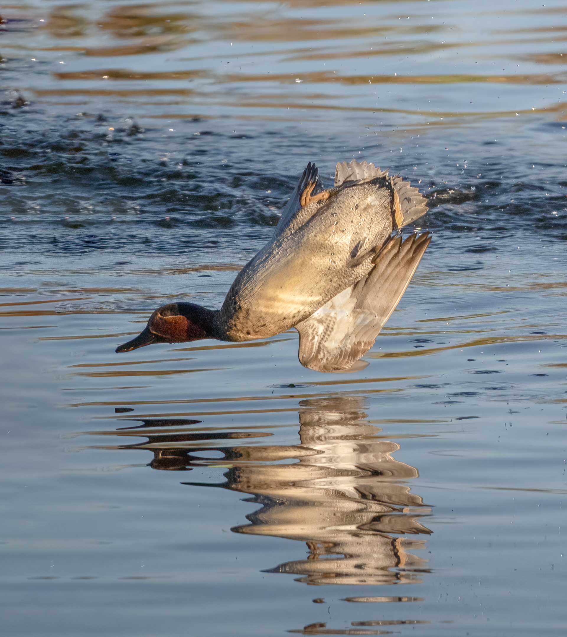 male teal