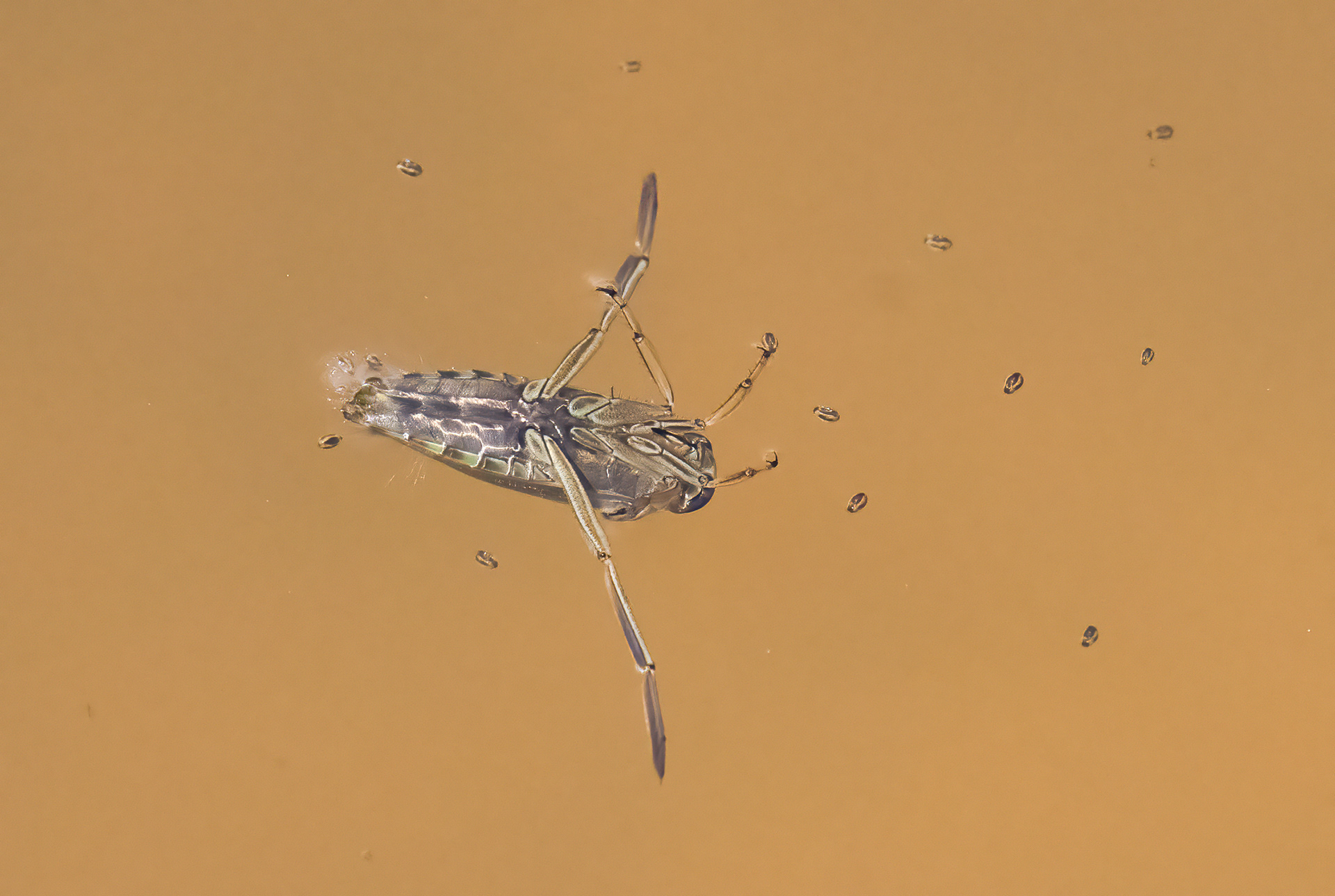Water Boatman