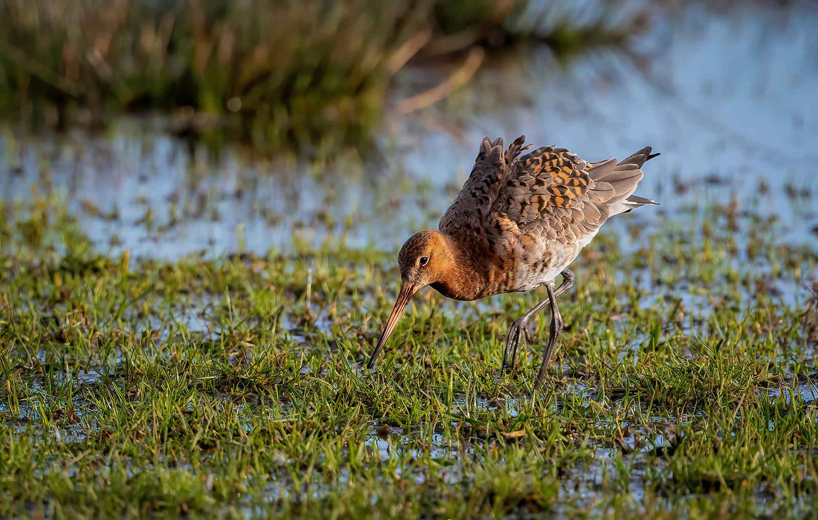 Black-tailed Godwit