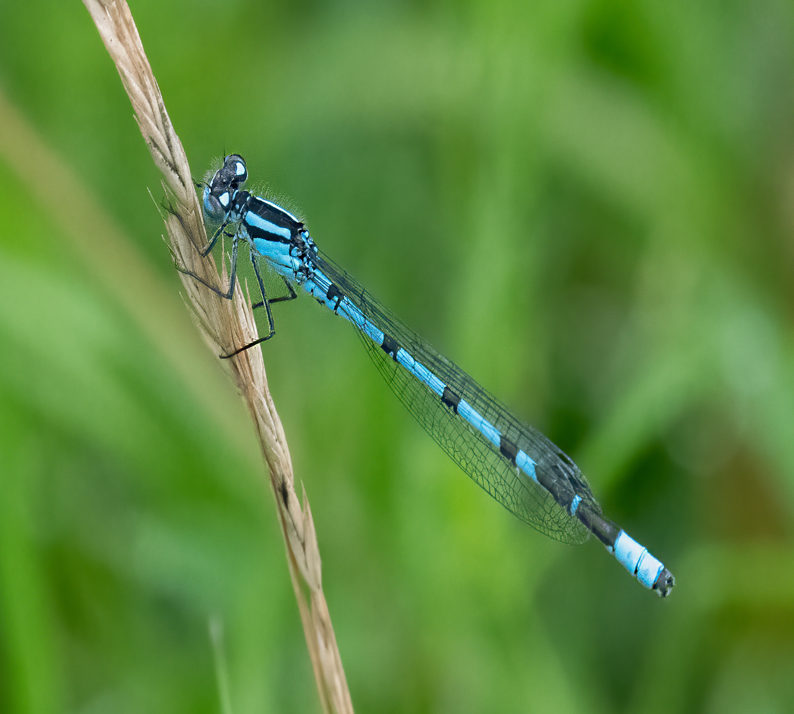 Blue-tailed Demoiselle