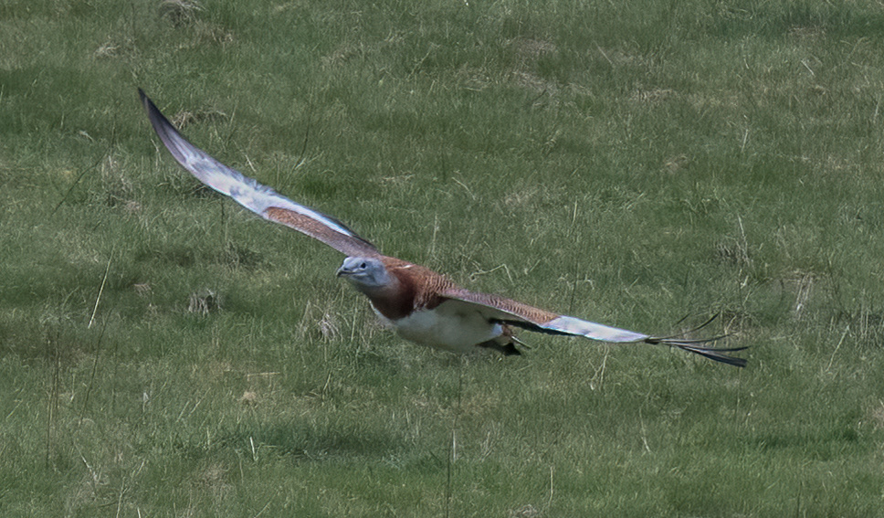 great bustard