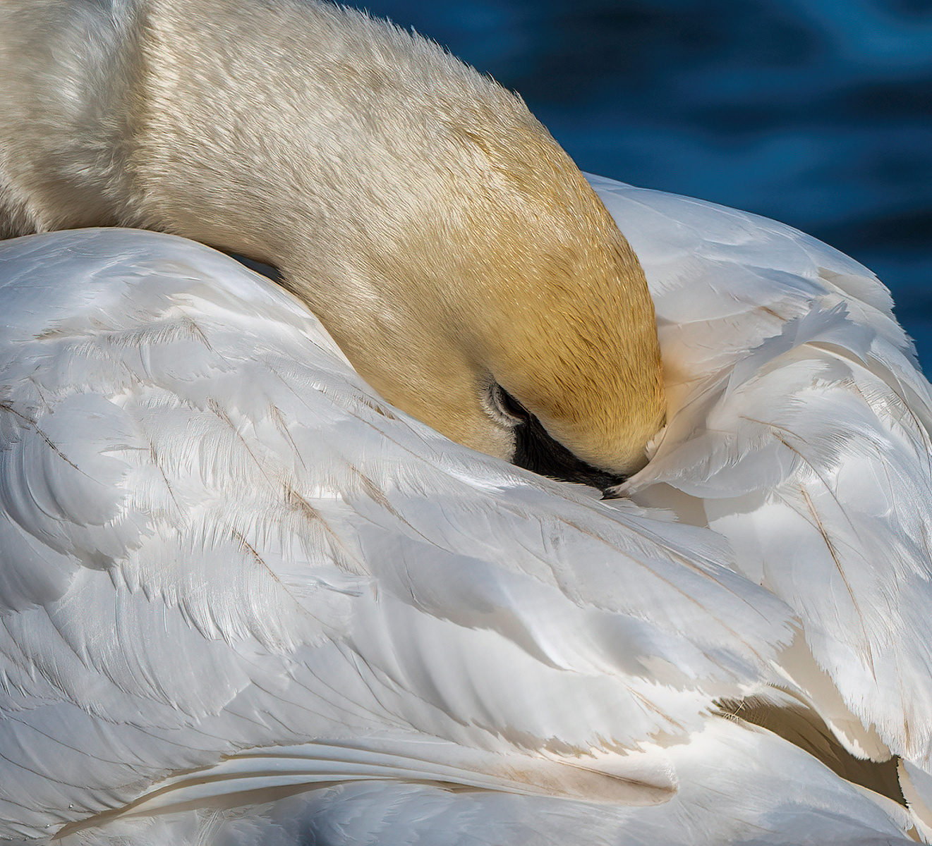 Mute Swan