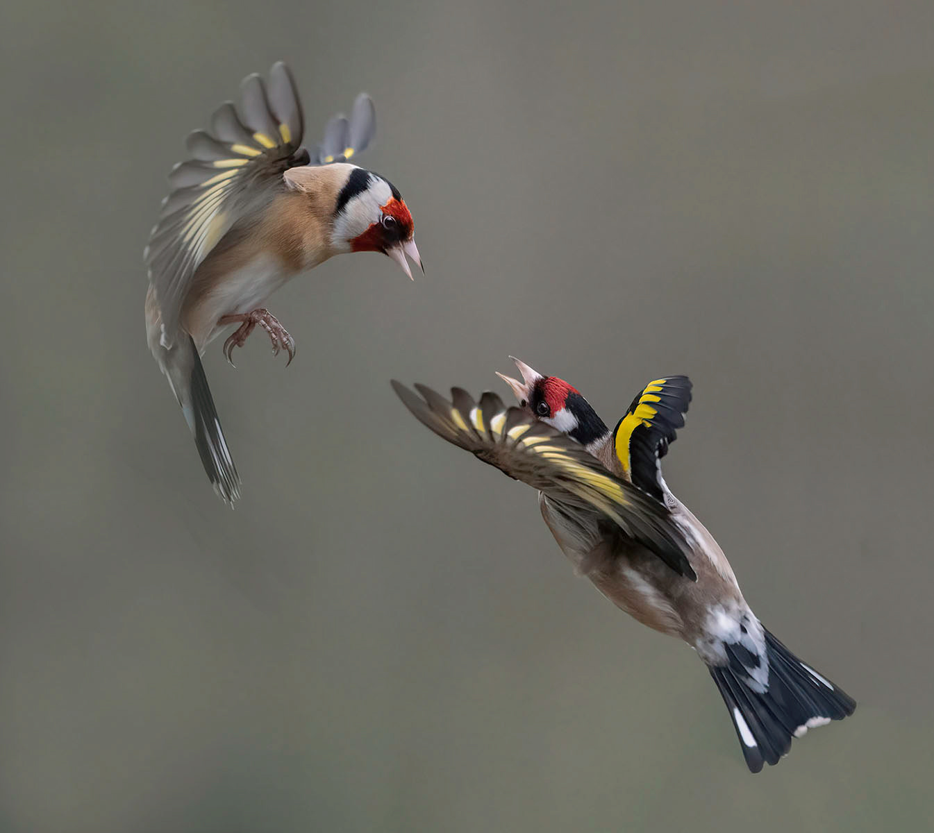 Goldfinches