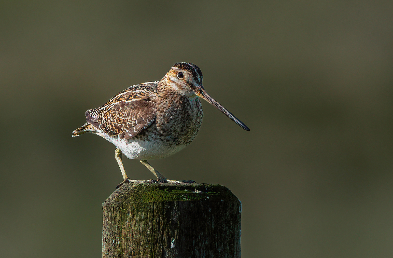 Common Snipe