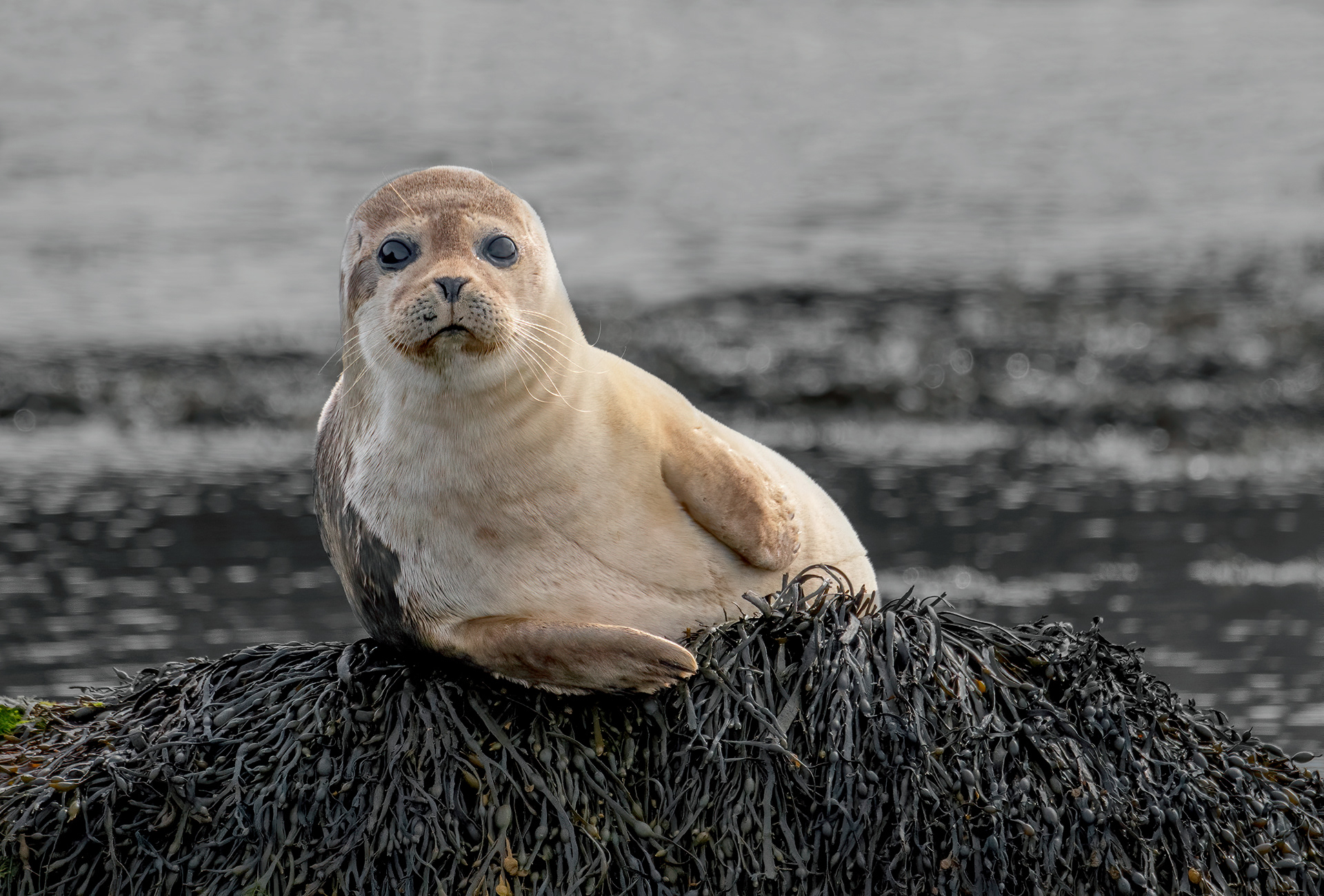 seal pup