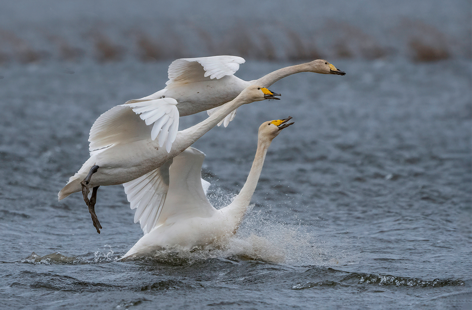 Whooper Swans