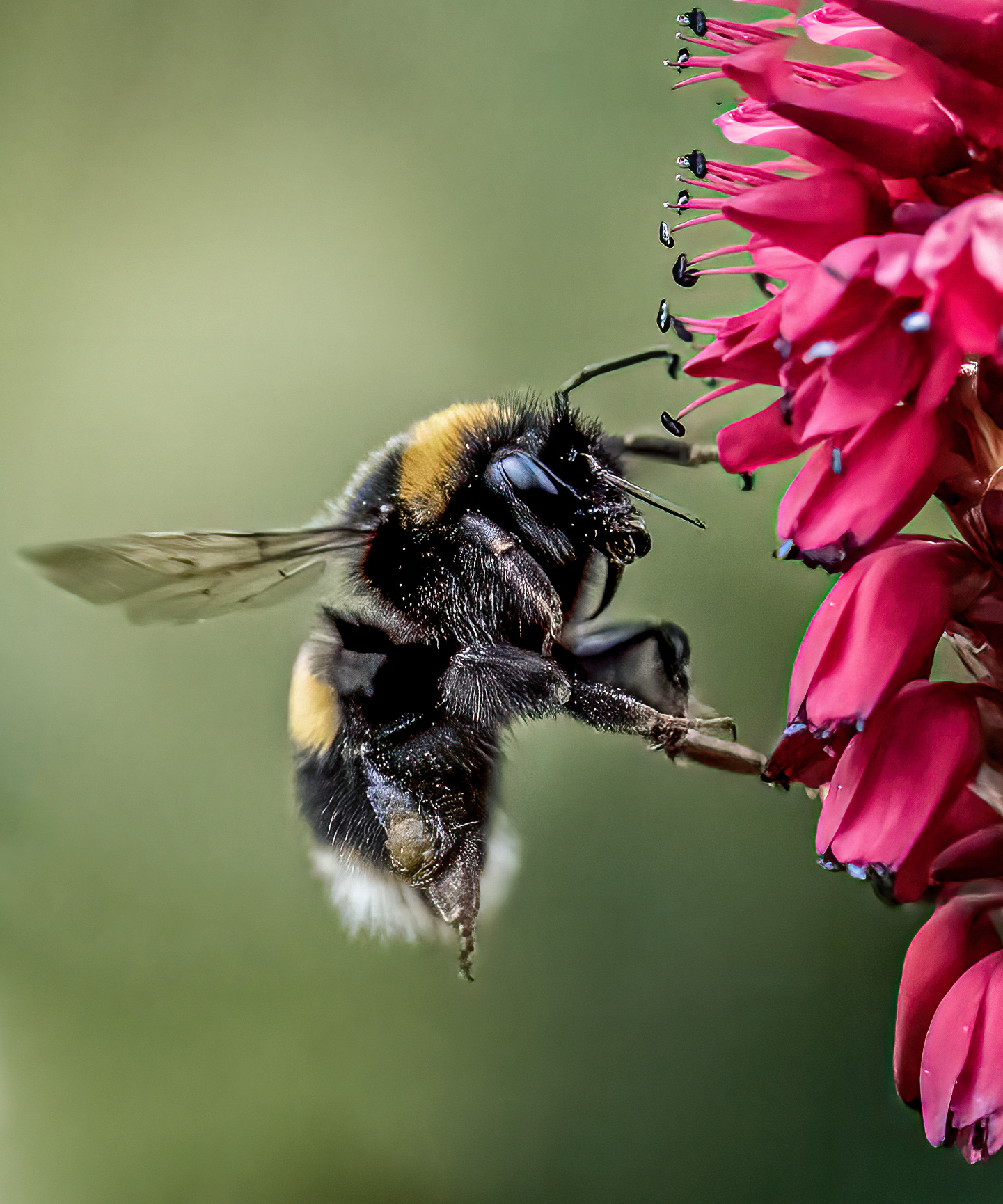White-tailed Bumble Bee