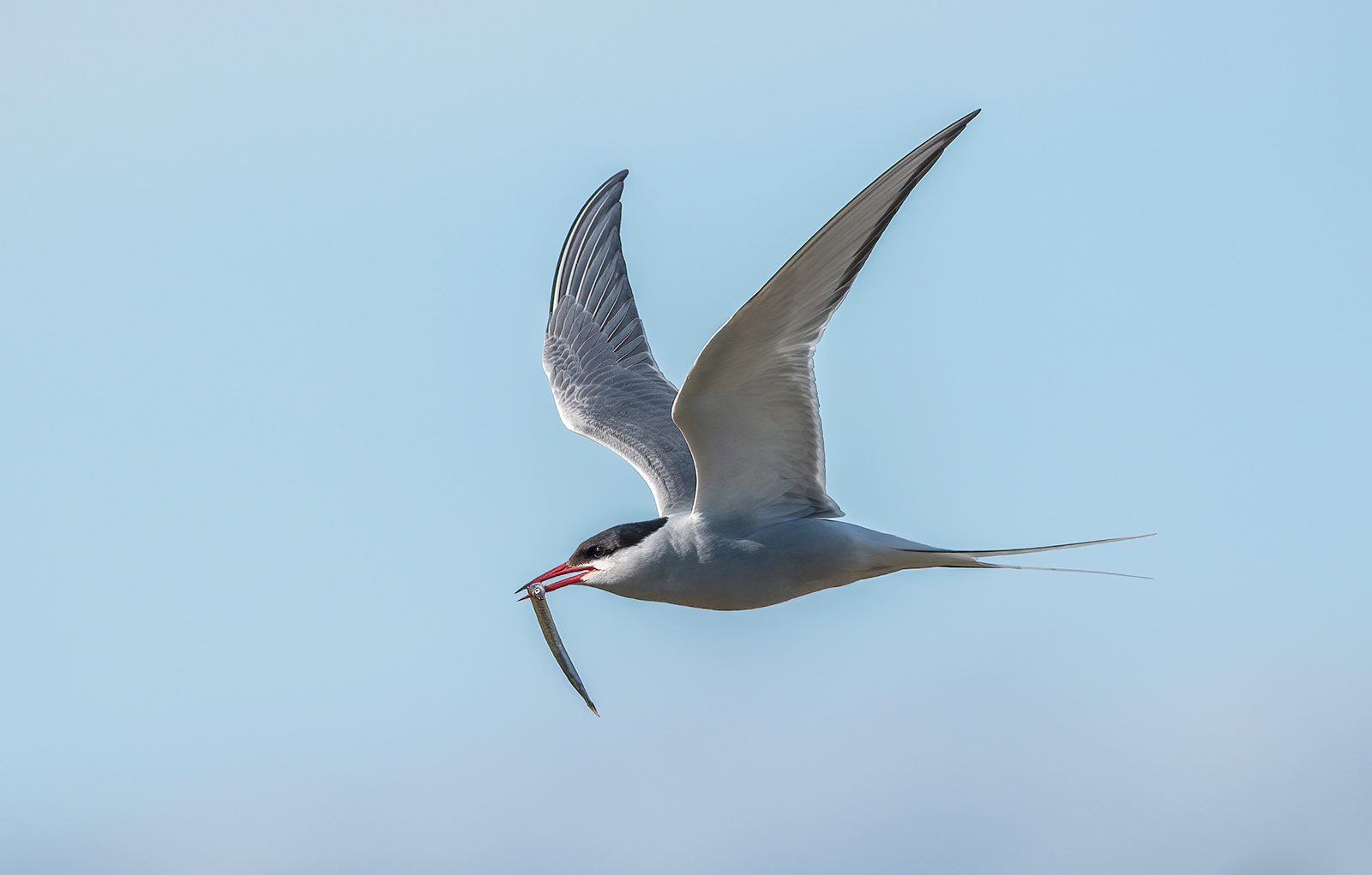 Arctic Tern