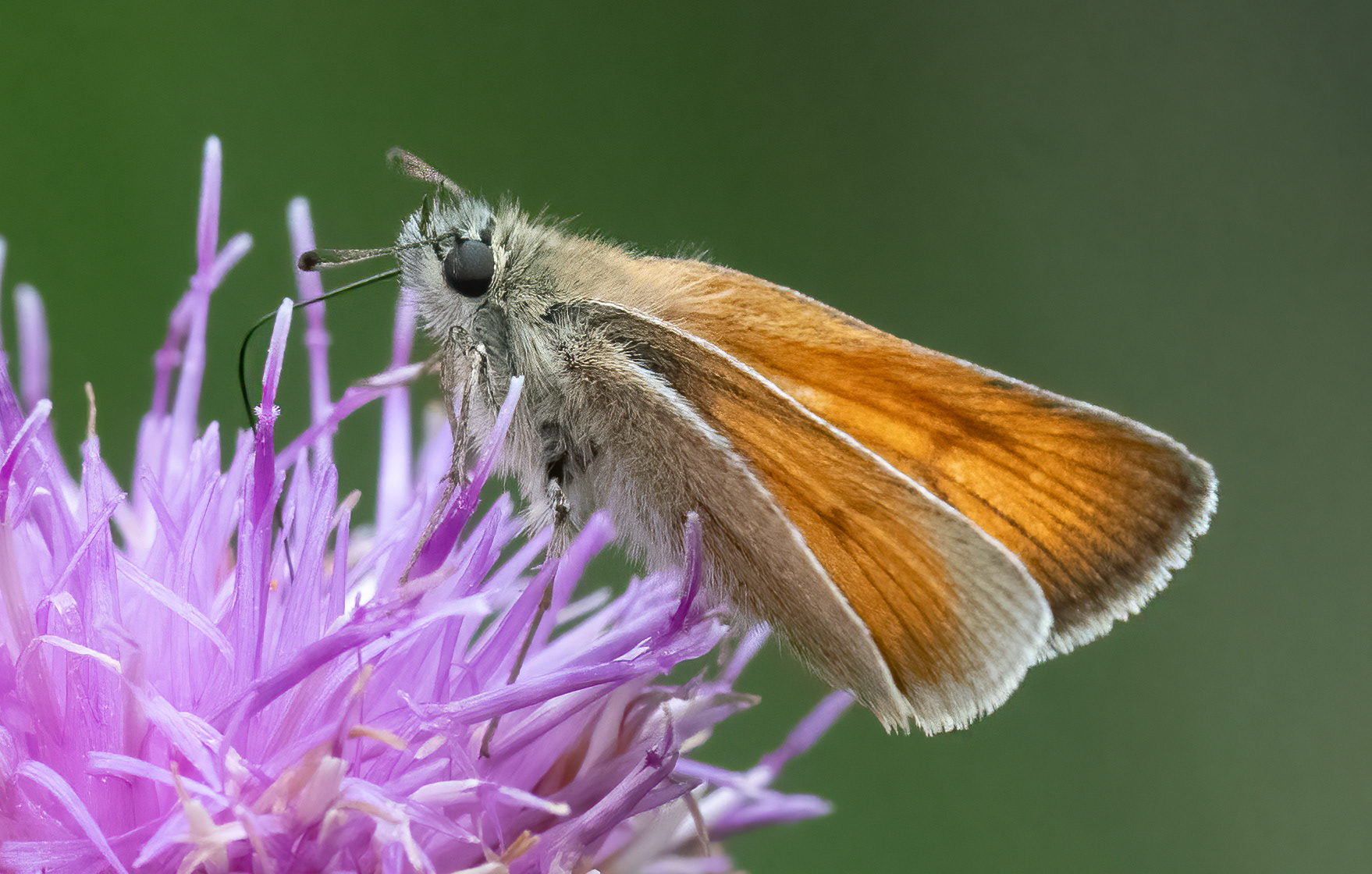 Small Skipper