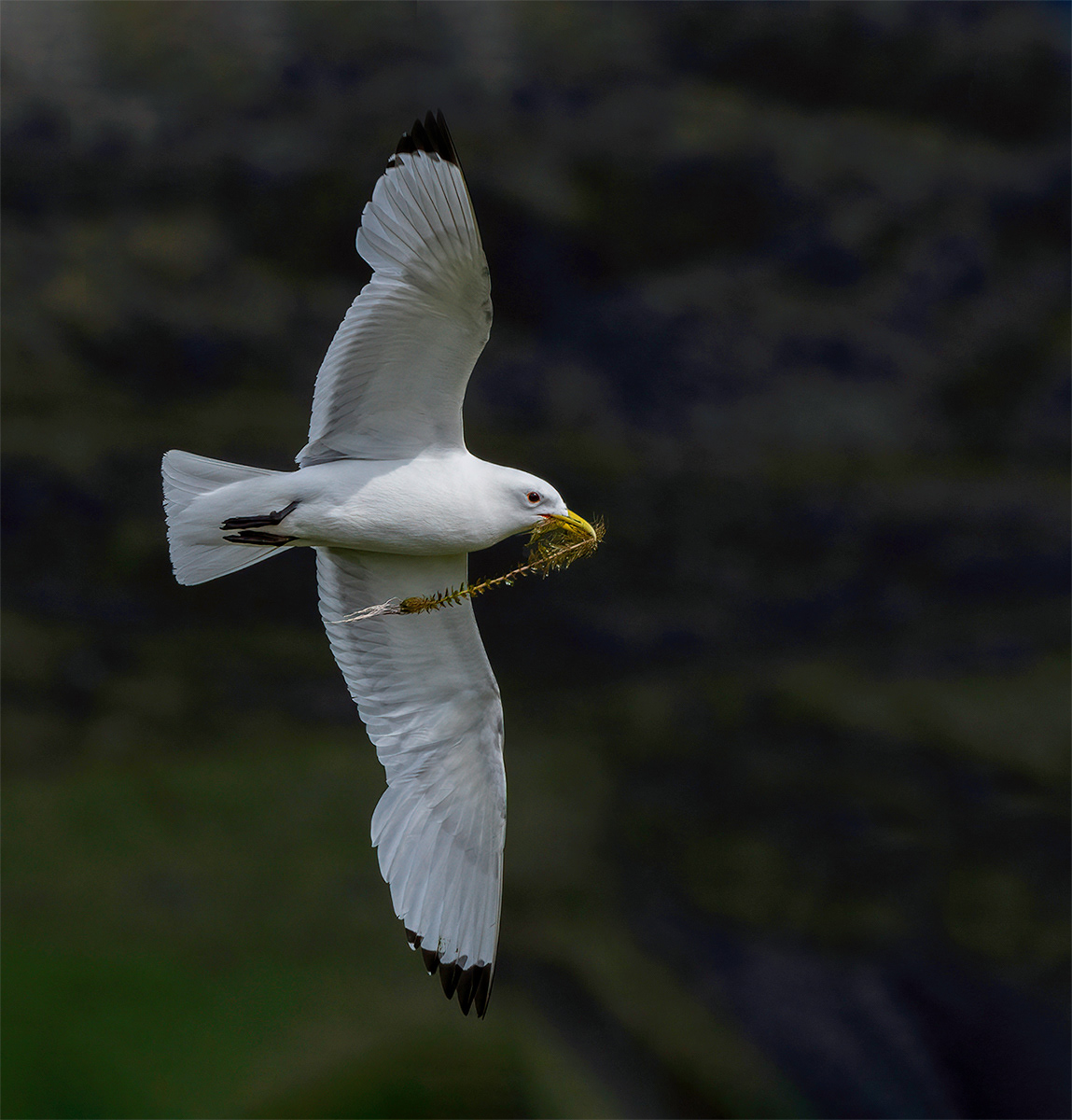 Fulmar