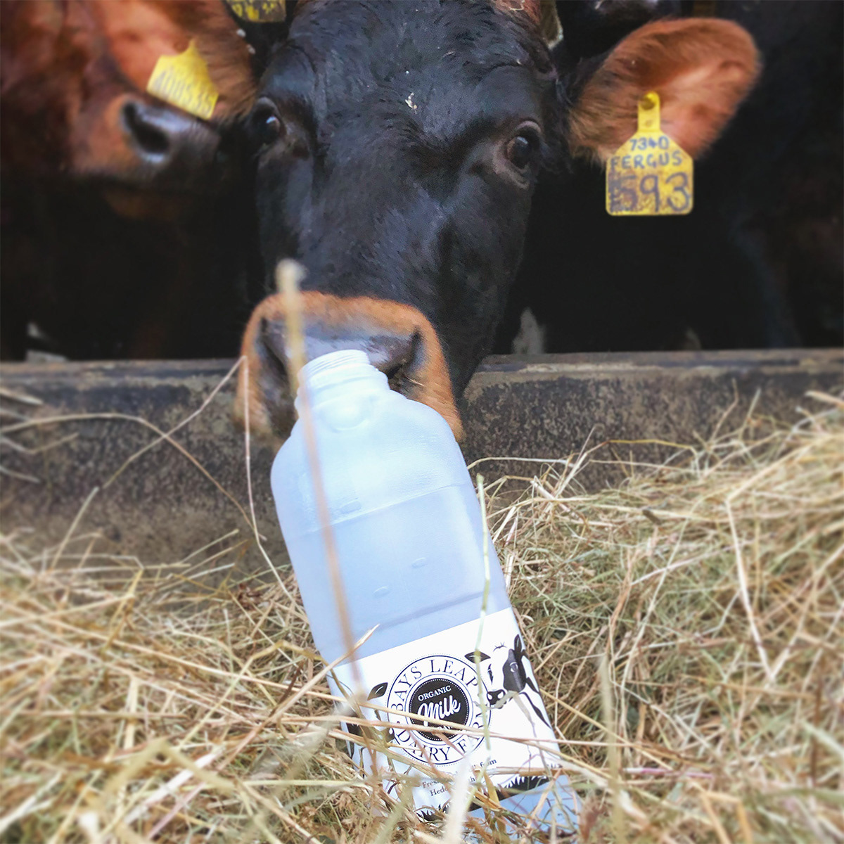 Milk label on carton