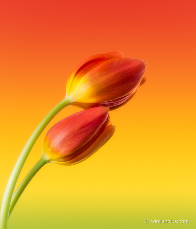 Colorful Tulips