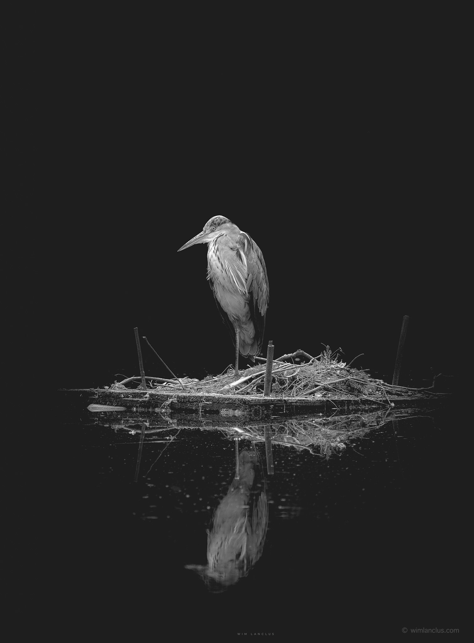 solitary heron stands on a small floating nest of twigs, it's reflection mirrored perfectly in still water against a black background