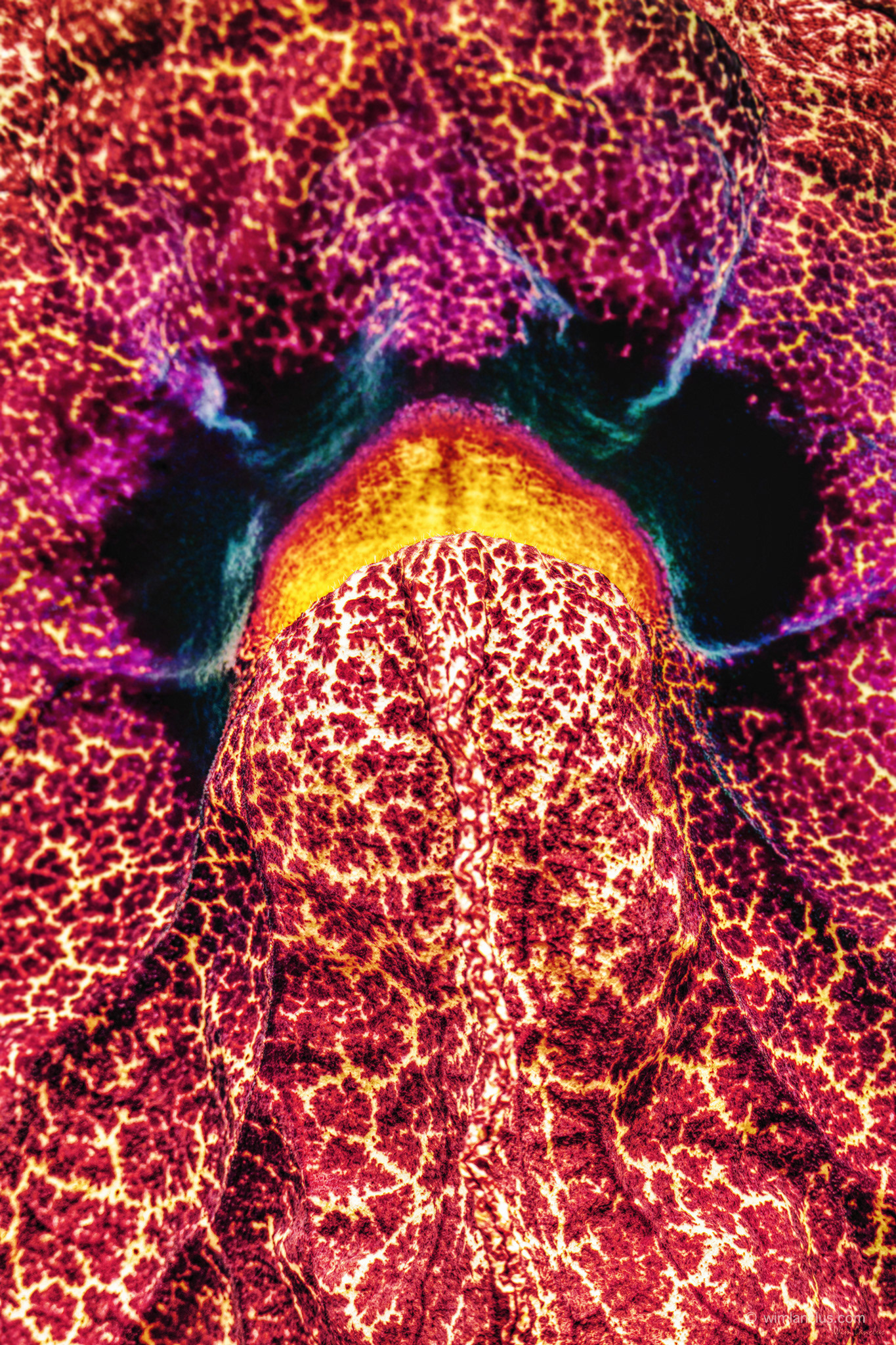 A close-up of a red, fleshy, patterned flower interior with organic, vein-like textures forming an abstract composition