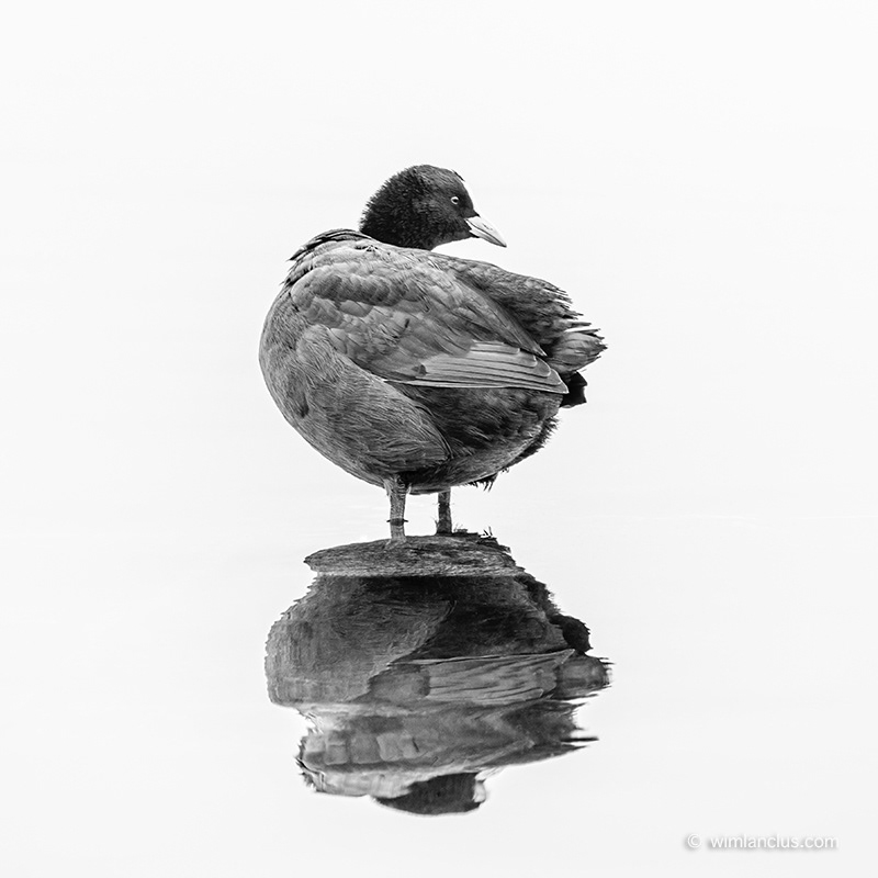 Eurasian Coot