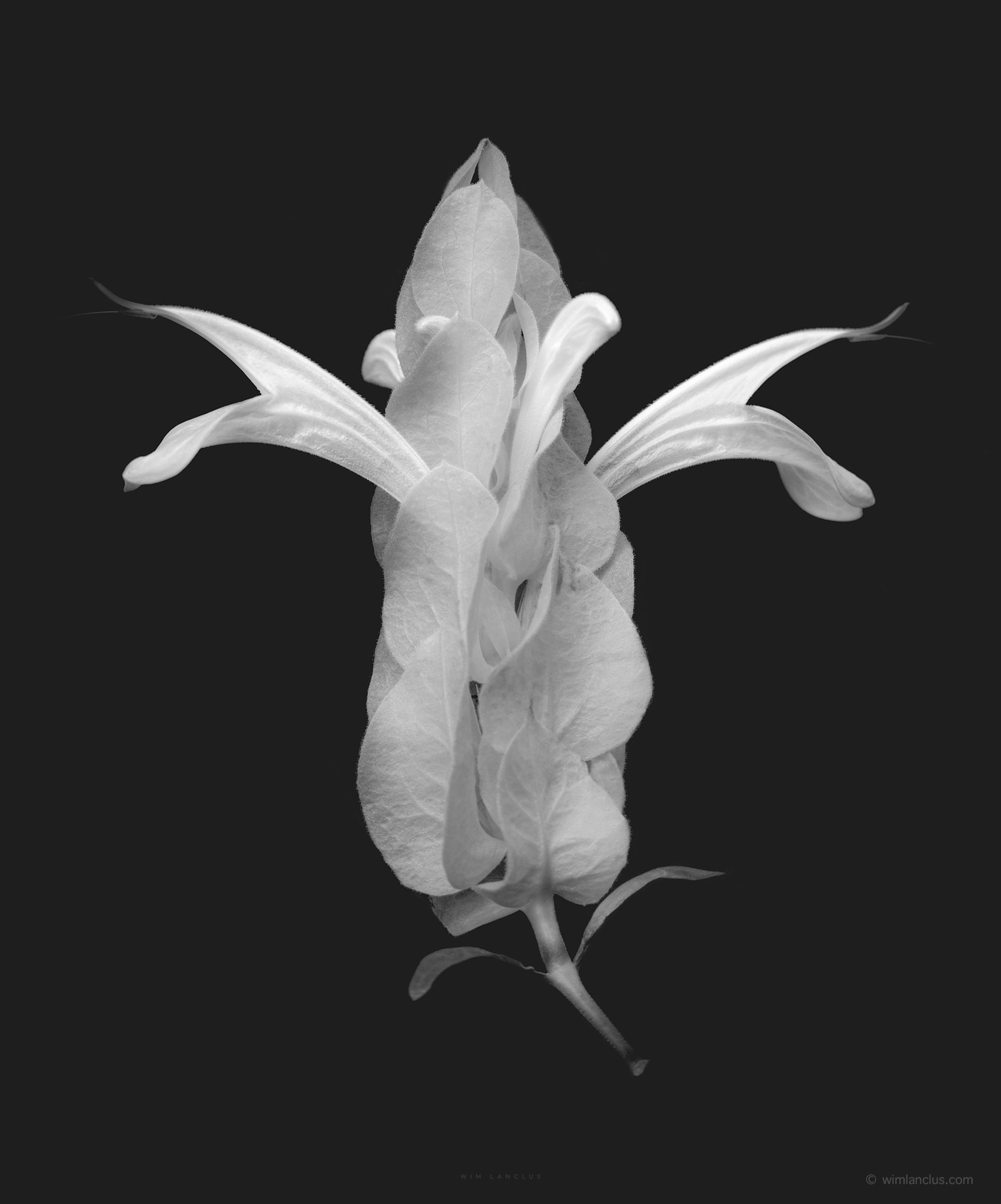 monochrome close-up of a shrimp plant white flower with elongated petals and curved stamens, isolated against a black background