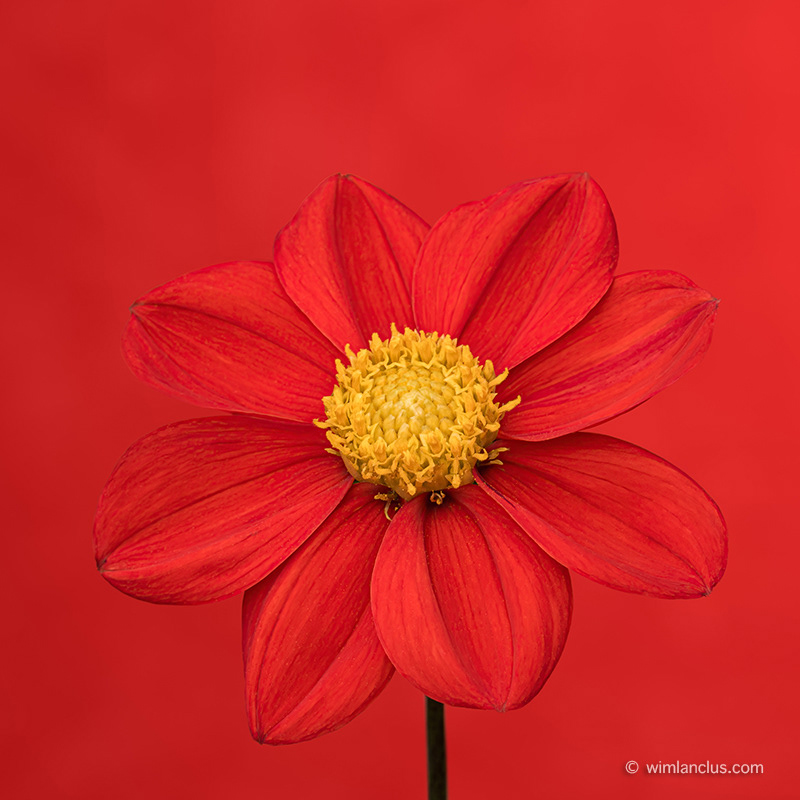 Red Dahlia