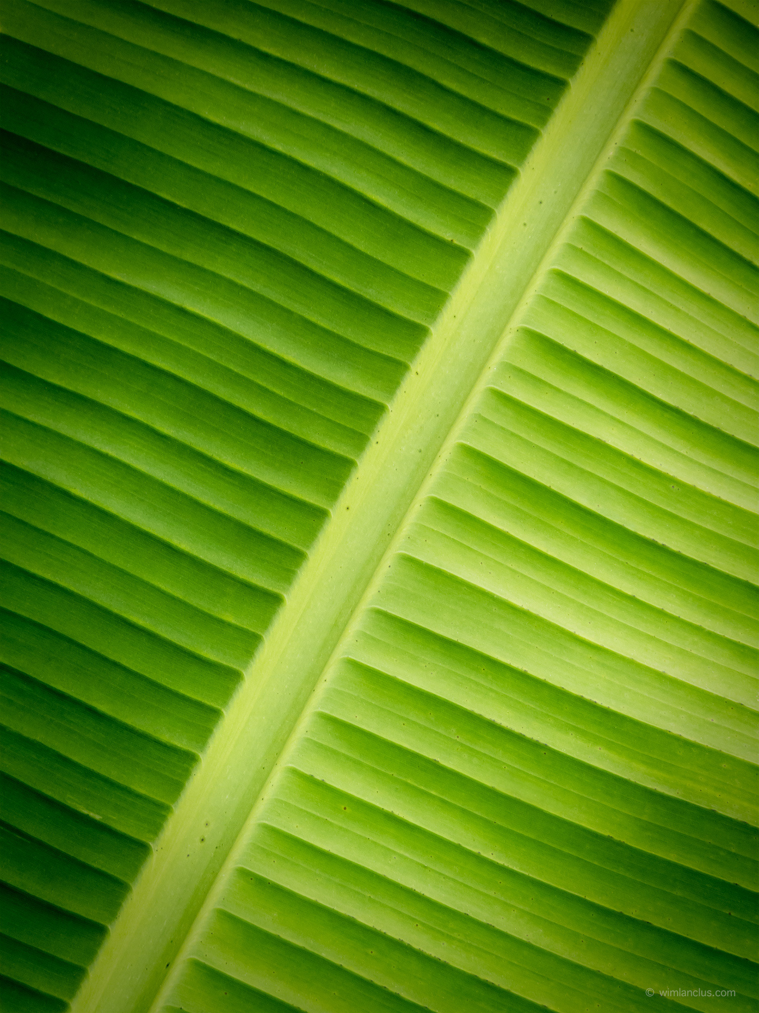  close-up of a large green tropical leaf with parallel veins forming an abstract linear pattern