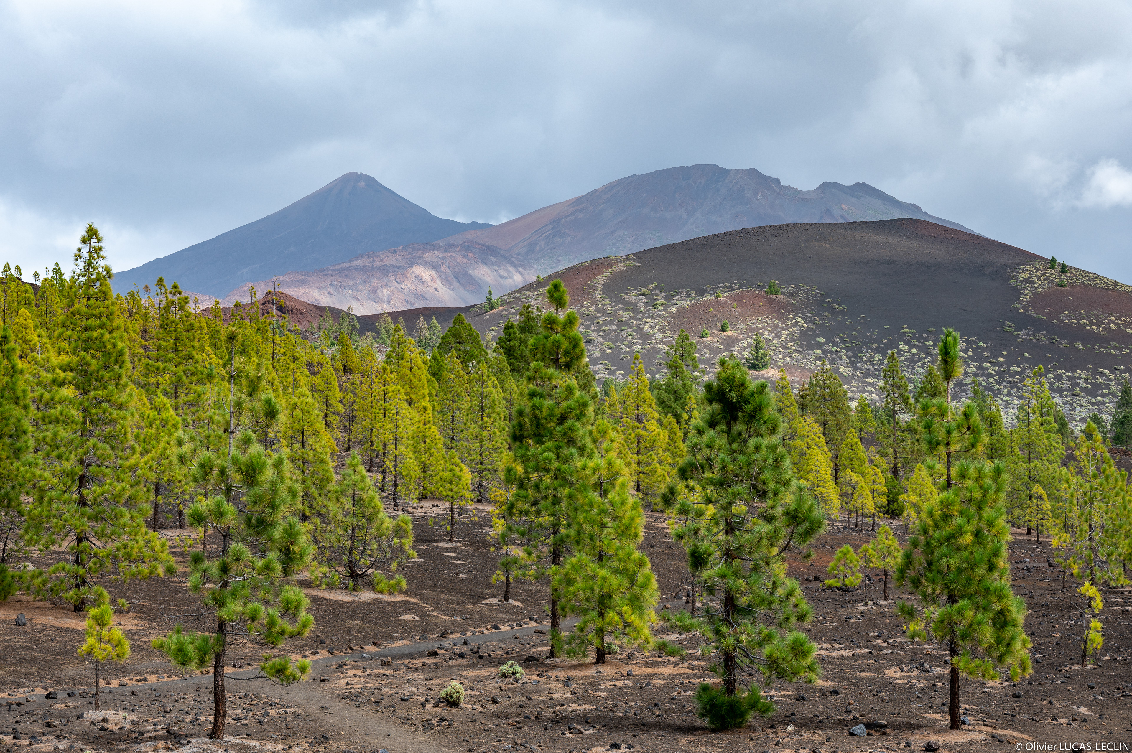 Tenerife /Parc national du Teide