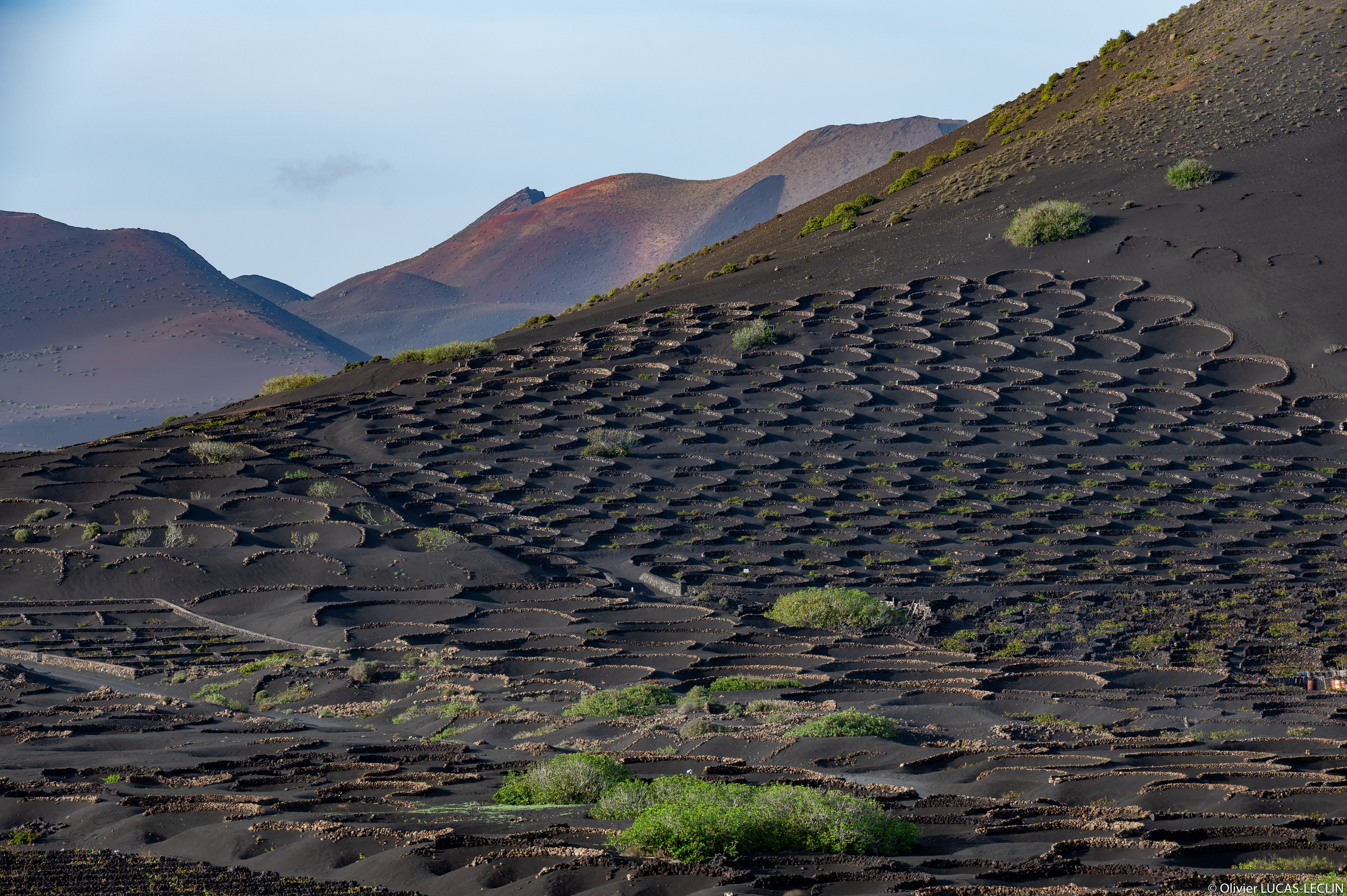 Lanzarote / Vignes Bodega La Geria