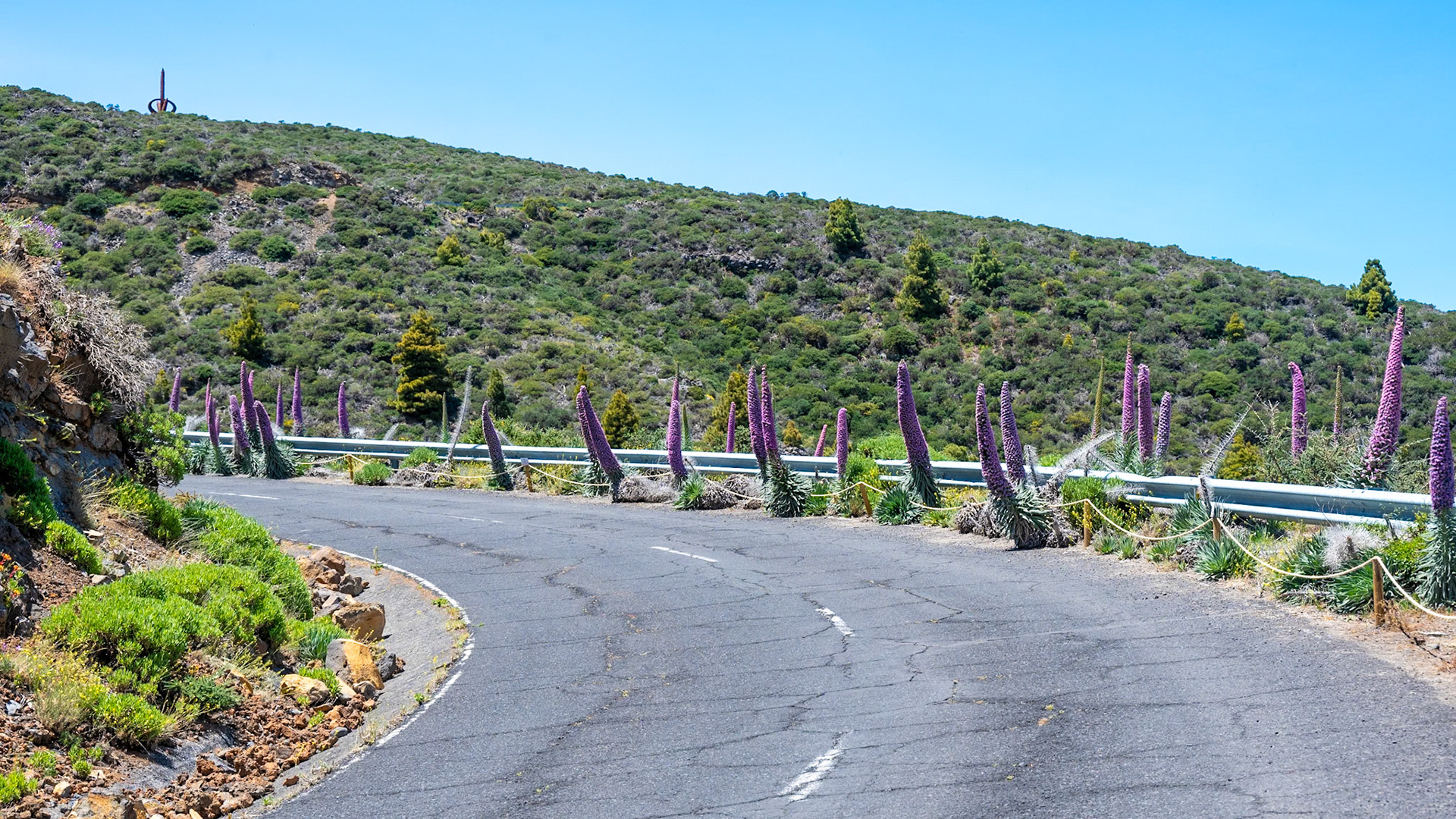 La Palma, route du Roque de Los Muchachos, fleurs de Tajinaste