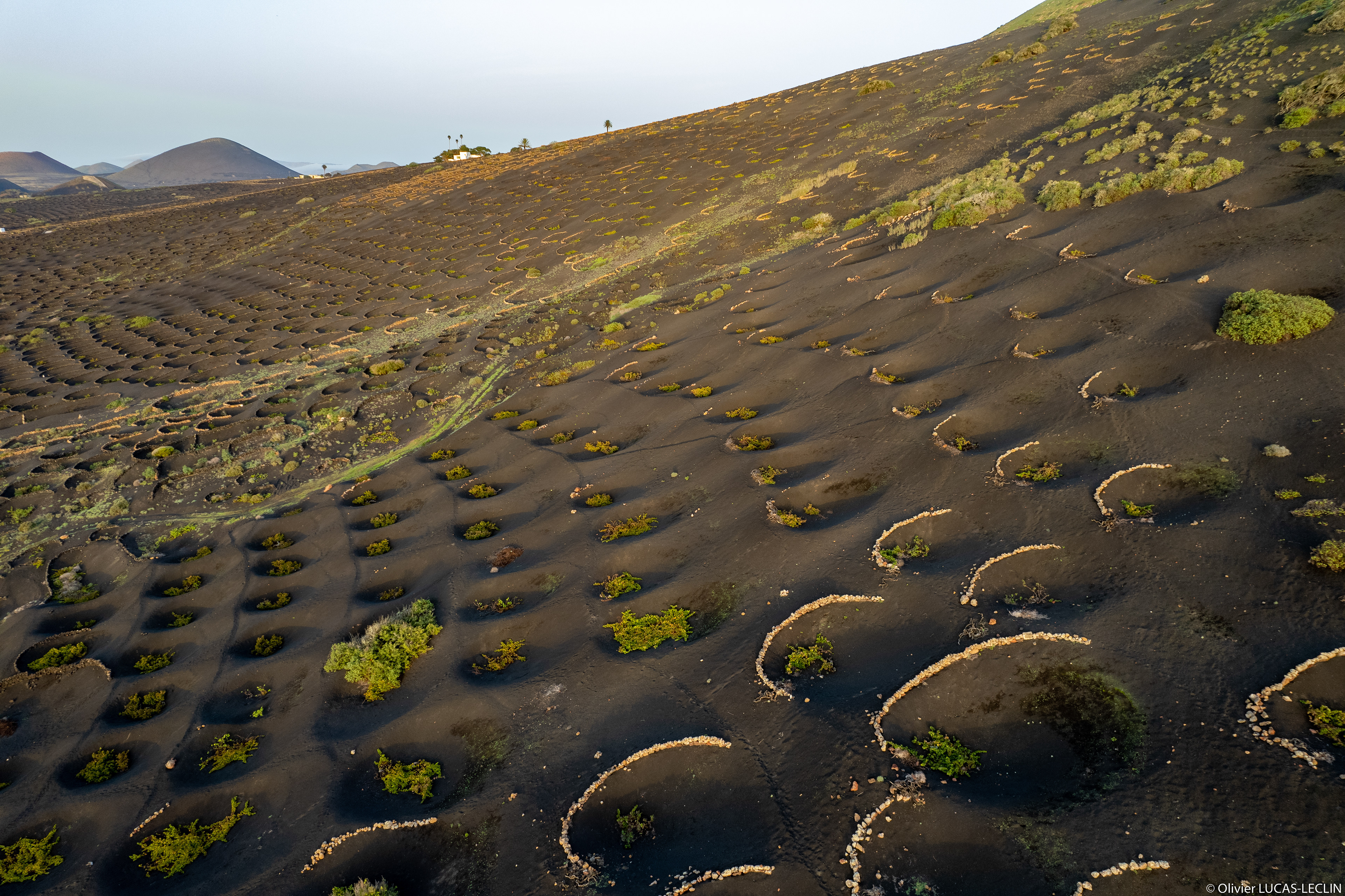 Lanzarote / Vignes El Chupadero de La Geria