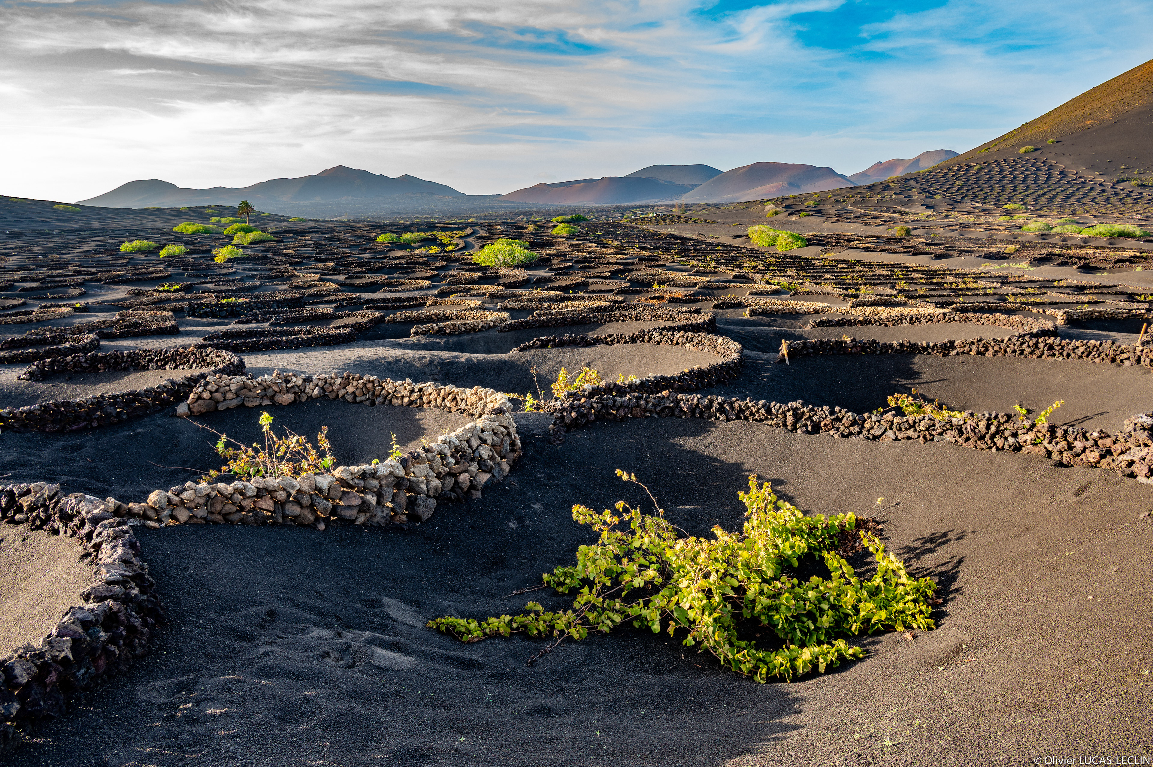 Lanzarote / Vignes Bodega La Geria