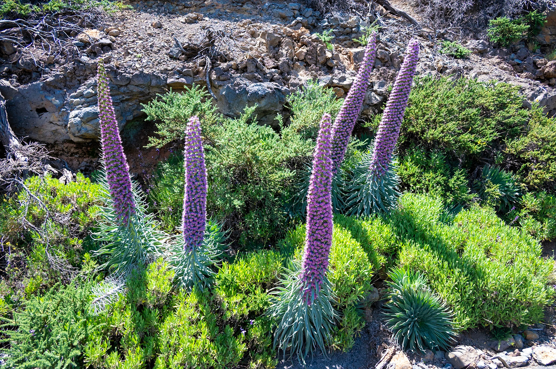 La Palma, fleurs de Tajinaste