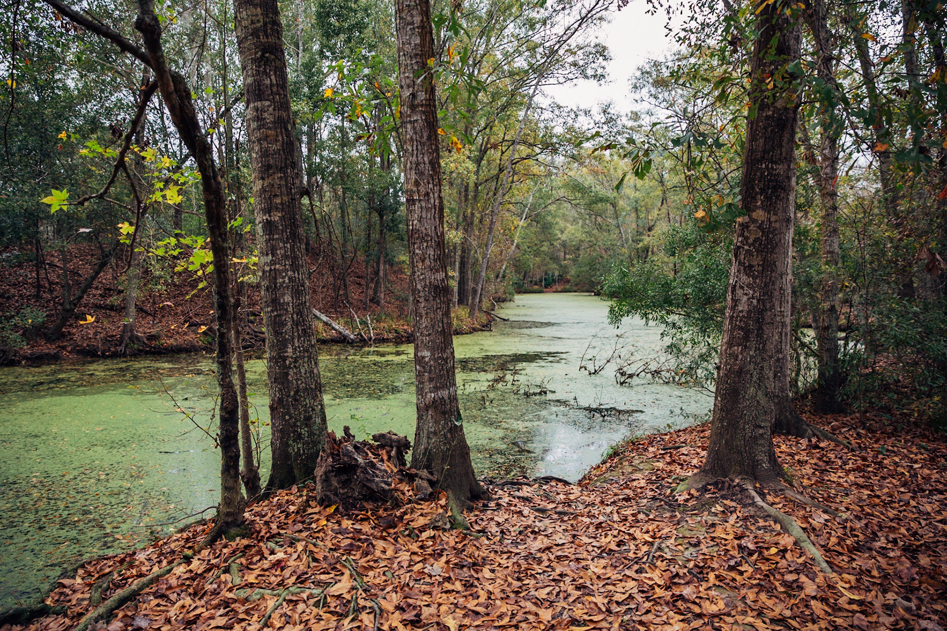 Bayou in Barataria, Louisiana, USA, 2014. CISLANDERUS is the cultural project about the Descendants of Canary Islanders in the US. www.cislanderus.com | Researcher: Thenesoya V. Martín |  Photographer: Aníbal Martel.