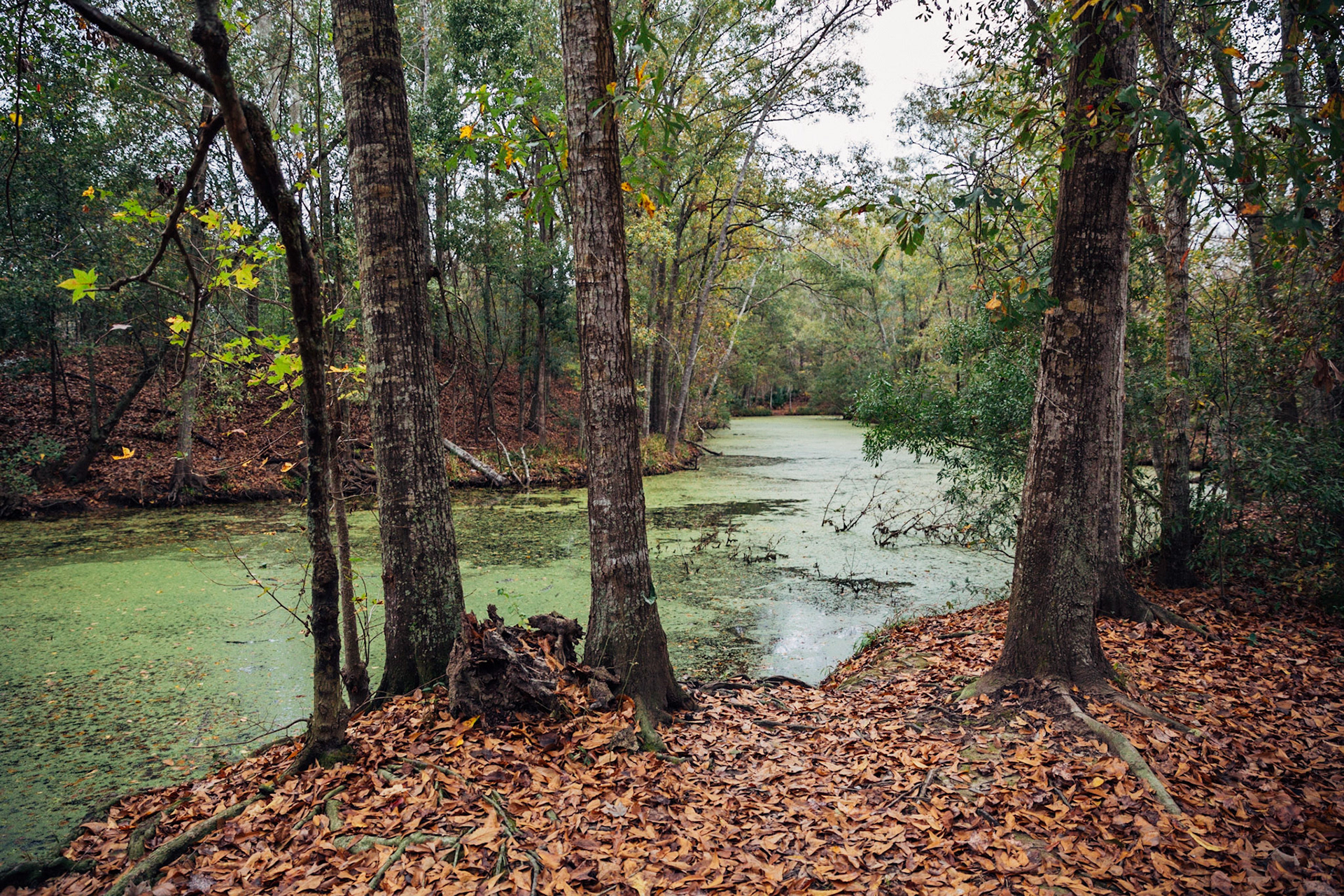 Bayou in Barataria, Louisiana, USA, 2014. CISLANDERUS is the cultural project about the Descendants of Canary Islanders in the US. www.cislanderus.com | Researcher: Thenesoya V. Martín |  Photographer: Aníbal Martel.
