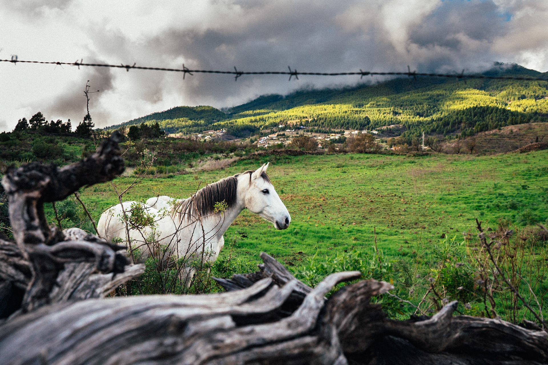 Horse in Meadow, El Paso, La Palma, Santa Cruz de Tenerife, Canary Islands, Spain, 2017. © Aníbal Martel
