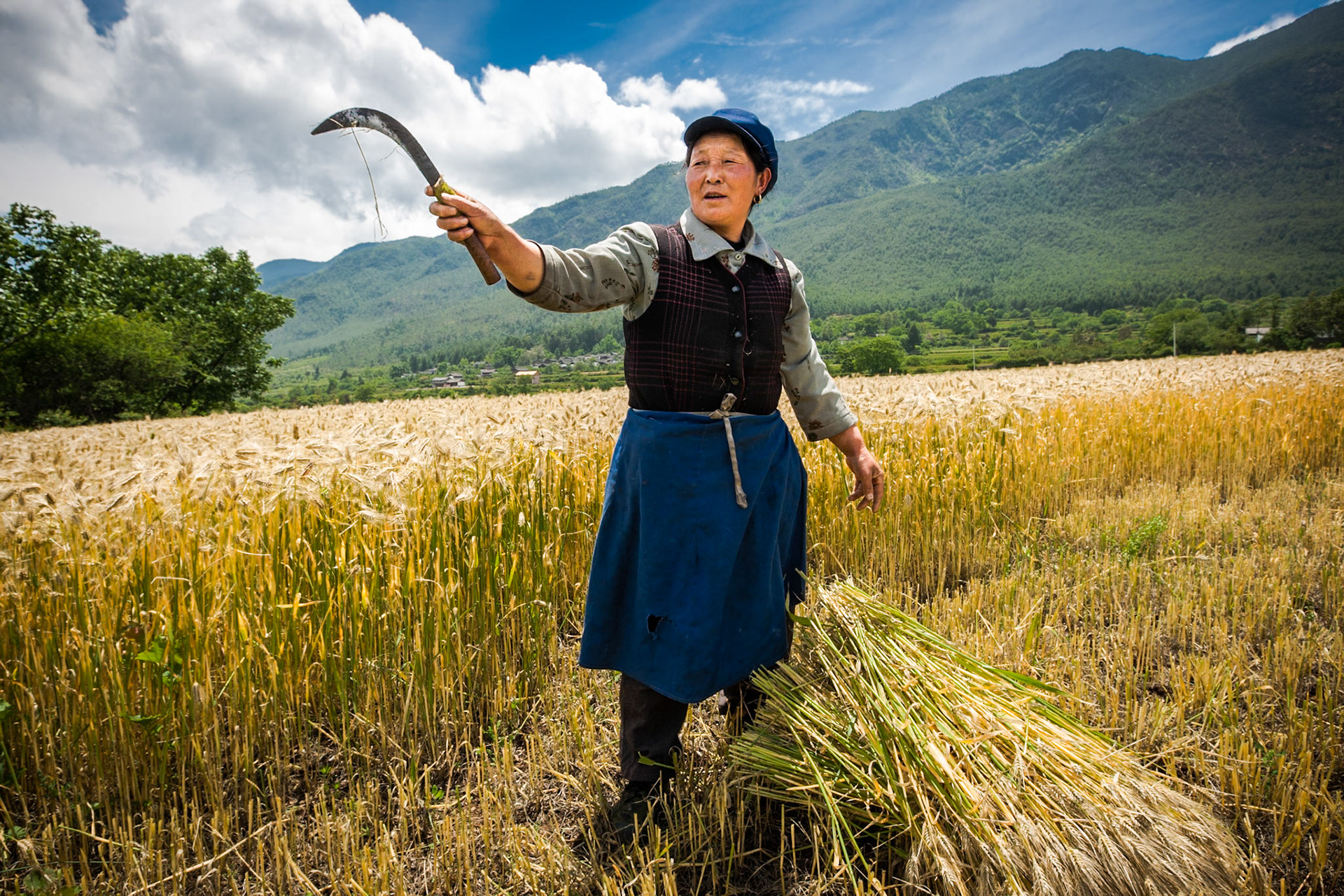 Woman gathering wheat, Lijiang, Yunnan, China, 2008.