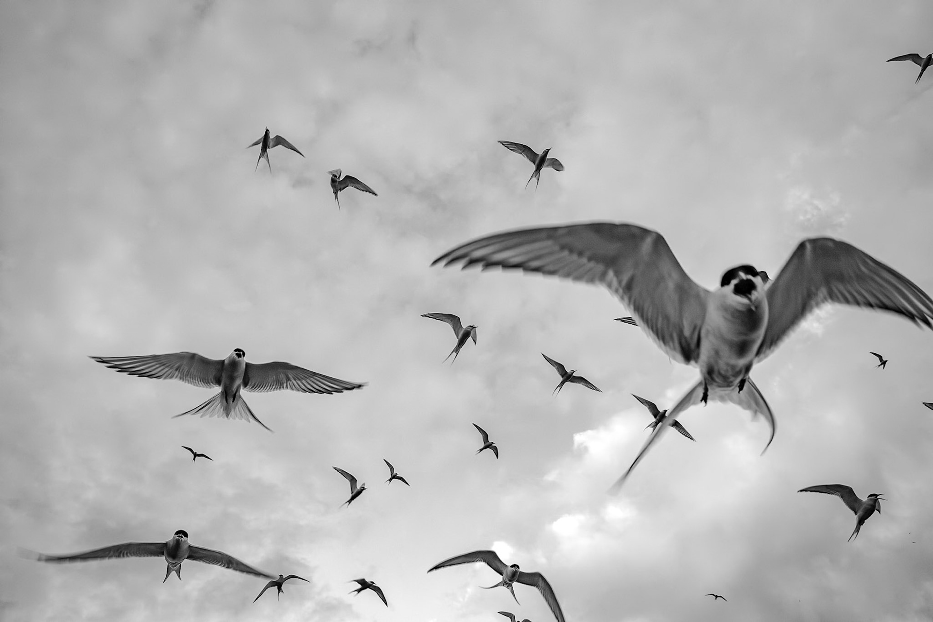 Kría (Arctic tern - Sterna paradisaea), Vik, Iceland, 2017. © Aníbal Martel