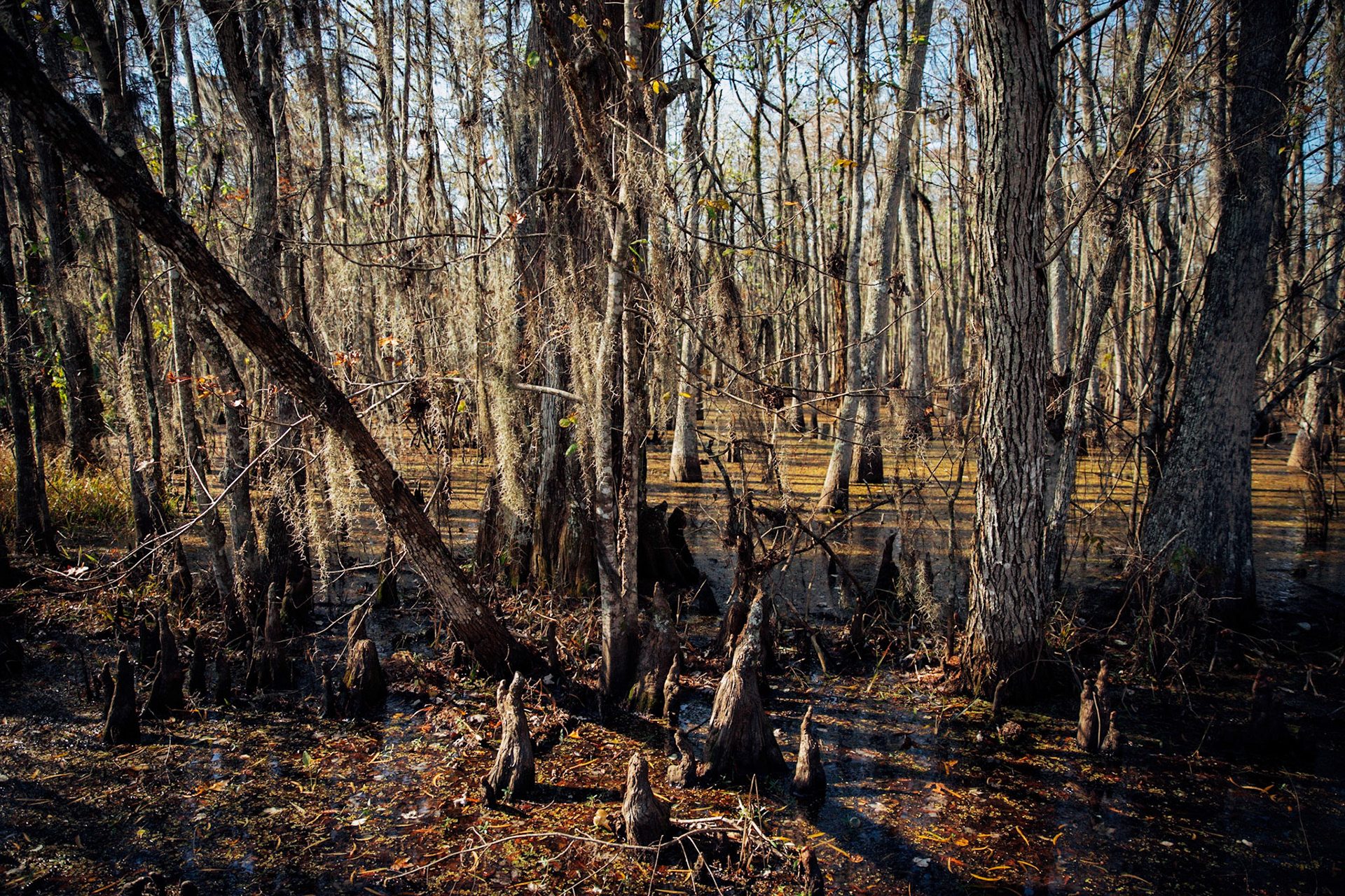 Roots used by Canarian settlers to make wooden ducks, Shell Beach Road, Pierre Part, Louisiana, USA, 2018. CISLANDERUS is the cultural project about the Descendants of Canary Islanders in the US. www.cislanderus.com | Researcher: Thenesoya V. Martín |  Photographer: Aníbal Martel.