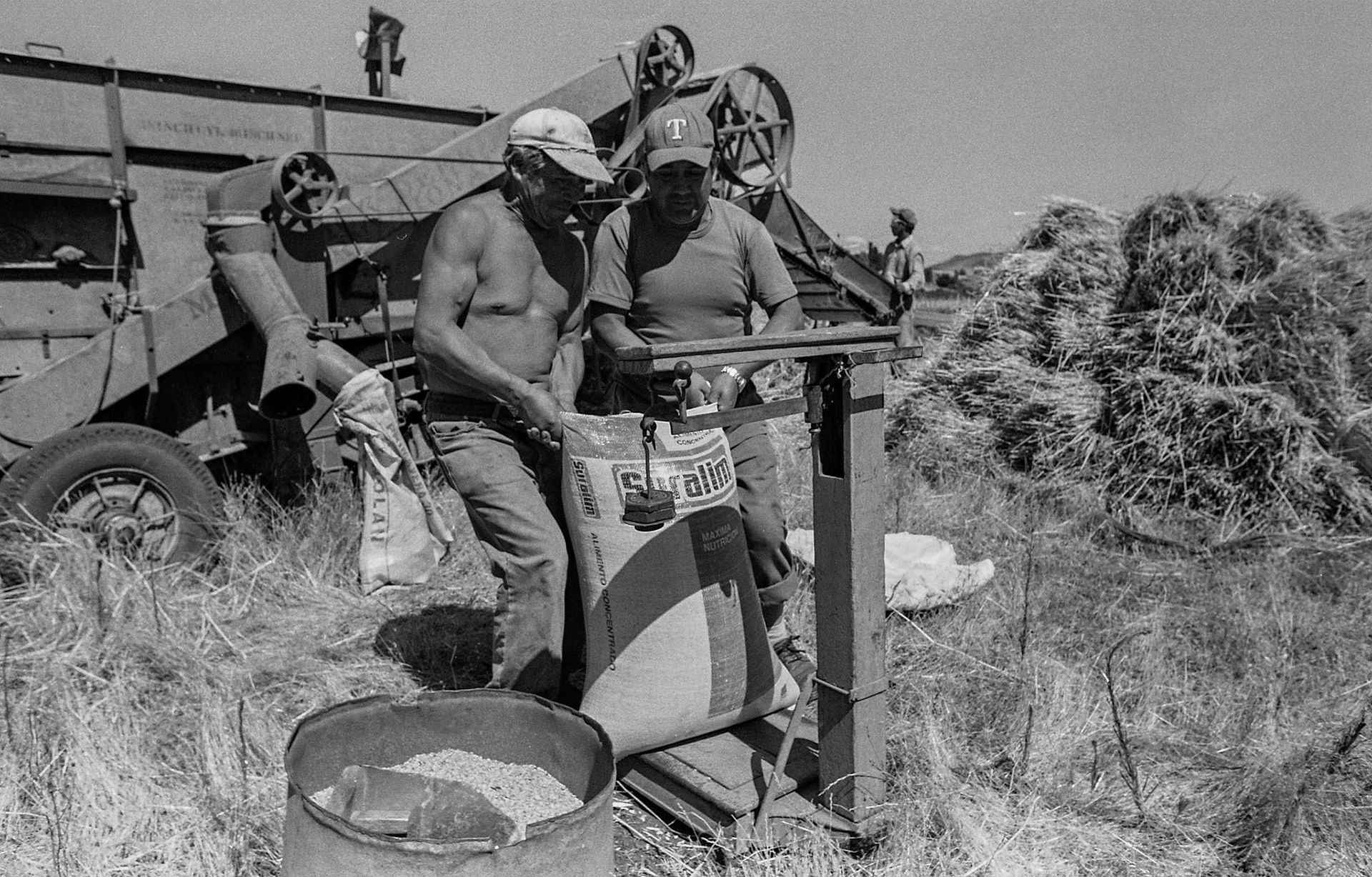 LLUFQUENTUE AREA, IX ARAUCANIA REGION, CHILE - 2014: Weighing the sacks of wheat.