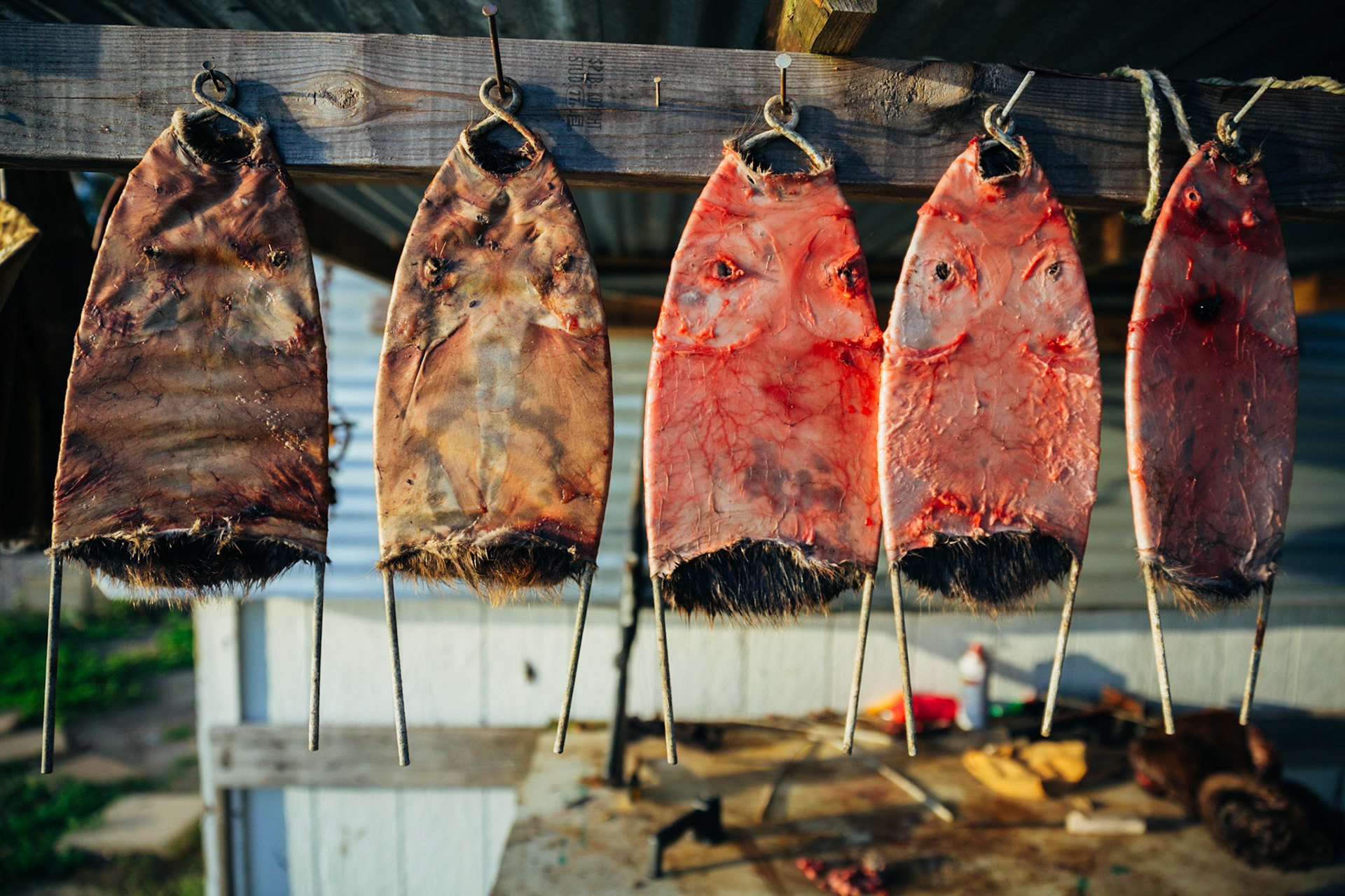 Muskrat Skins (traditional drying), Saint Bernard, Louisiana, USA, 2014. CISLANDERUS is the cultural project about the Descendants of Canary Islanders in the US. www.cislanderus.com | Researcher: Thenesoya V. Martín |  Photographer: Aníbal Martel.