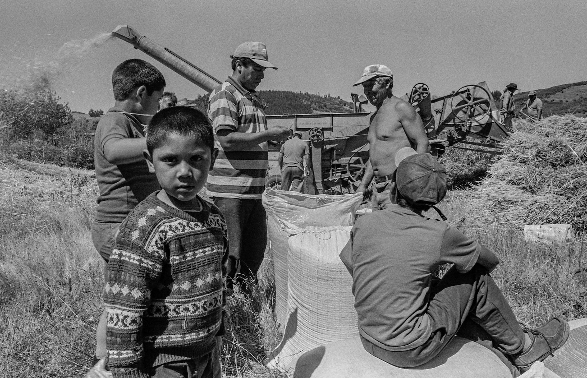 LLUFQUENTUE AREA, IX ARAUCANIA REGION, CHILE - 2004: Mapuche family shelling and harvesting wheat.
