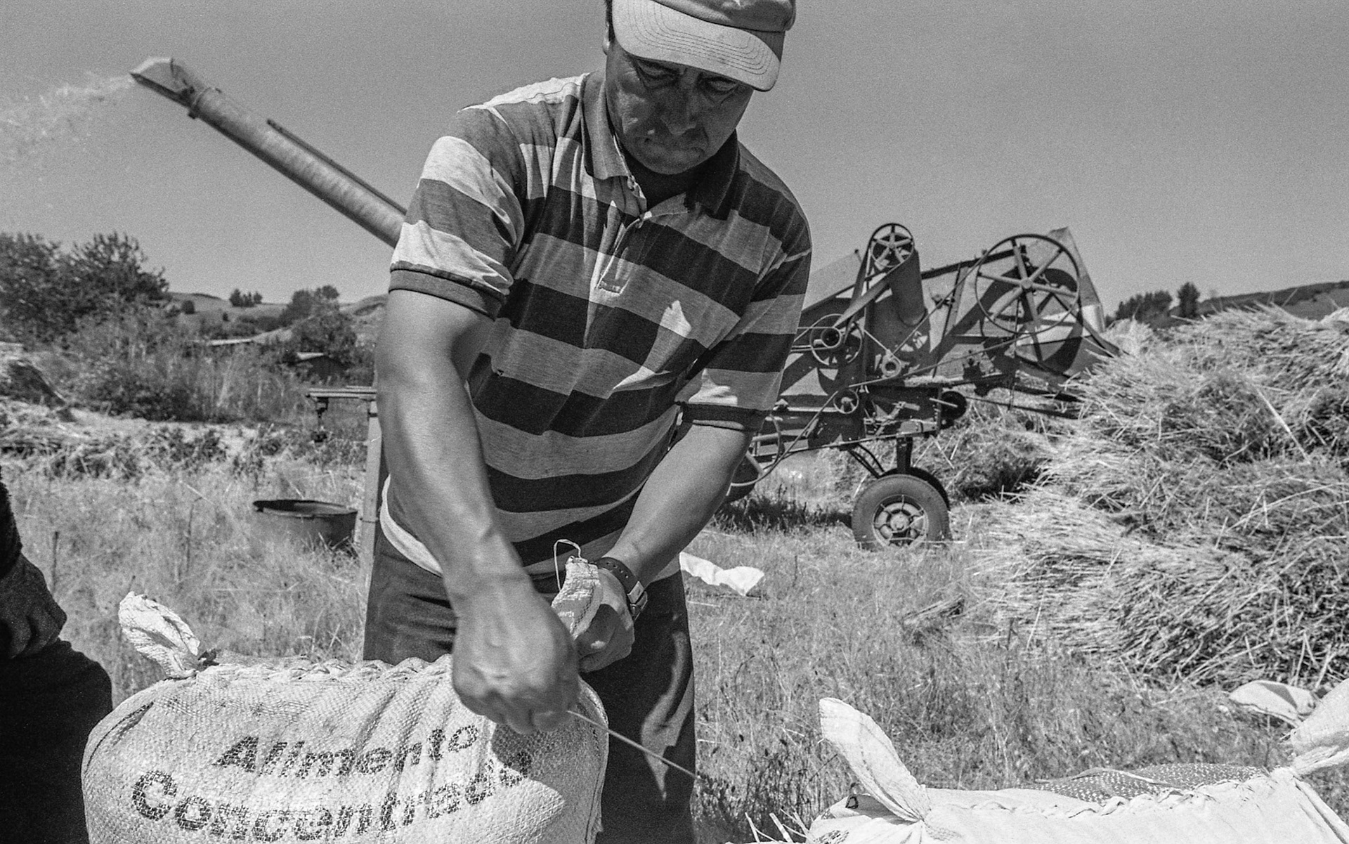 LLUFQUENTUE AREA, IX ARAUCANIA REGION, CHILE - 2014: Packing wheat.