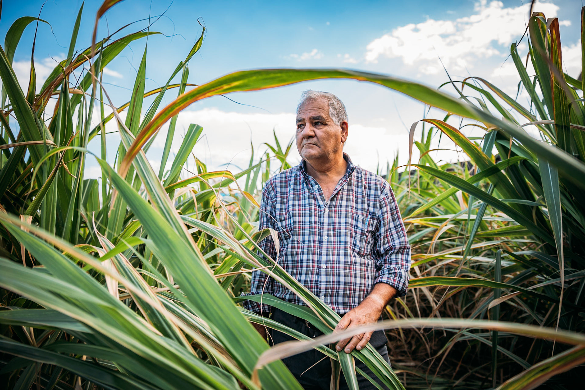 José Manuel Quevedo Hernández, Destilerias Aldea S. L., Charco Azul, La Palma, Canary Islands, Spain: José Manuel Quevedo Hernández is a representative of Destilerias Aldea S. L. portrayed among the sugarcanes grown in the Ron Aldea distillery.