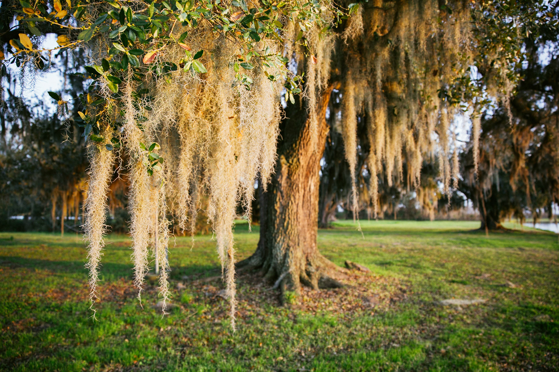 CISLANDERUS is the cultural project about the Descendants of Canary Islanders in the US. www.cislanderus.com | Researcher: Thenesoya V. Martín |  Photographer: Aníbal Martel.