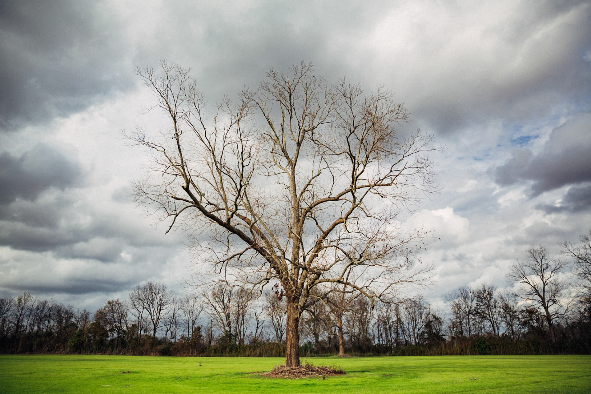 Dry Tree, Port Allen, Louisiana, USA, 2017. CISLANDERUS is the cultural project about the Descendants of Canary Islanders in the US. www.cislanderus.com | Researcher: Thenesoya V. Martín |  Photographer: Aníbal Martel.
