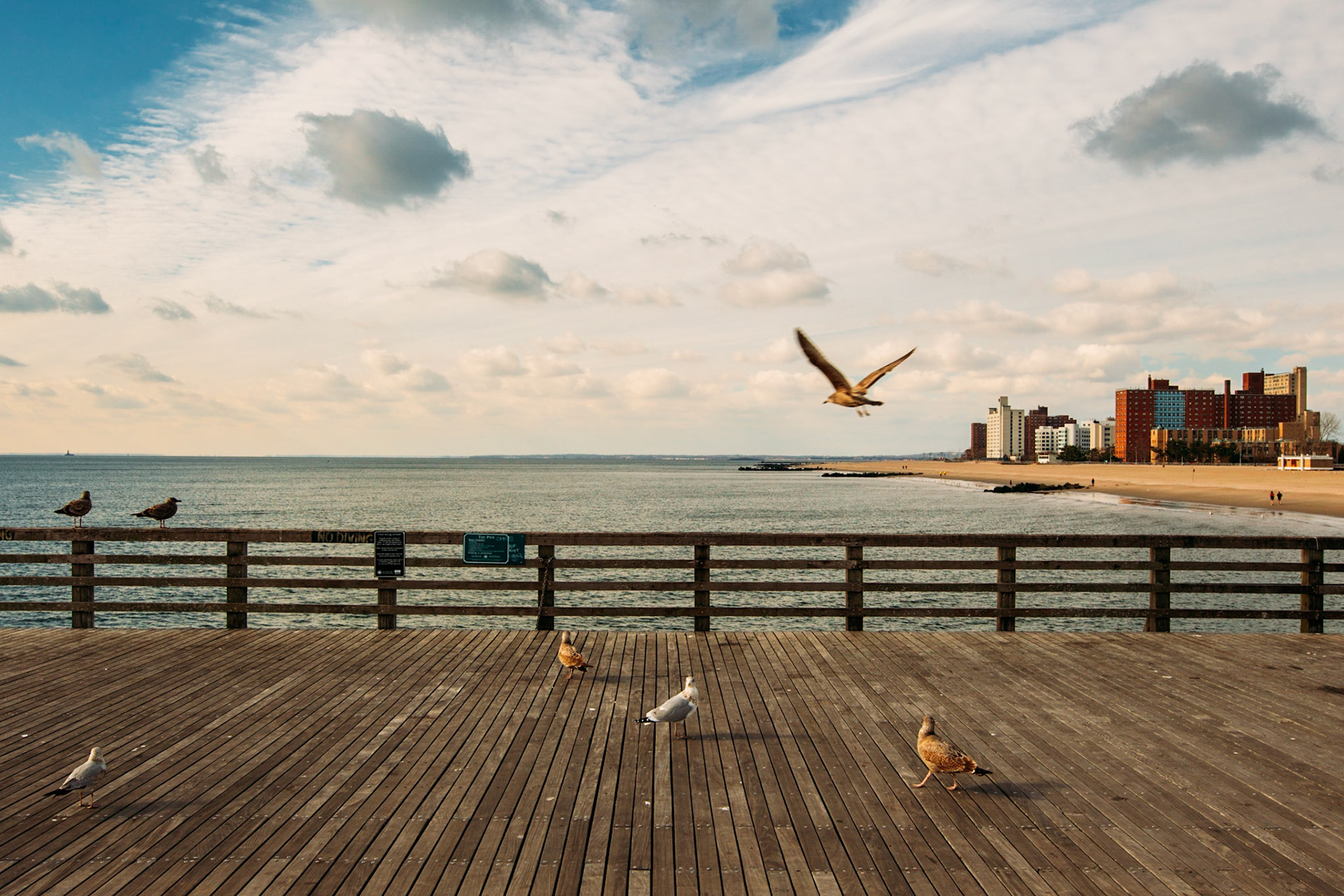 Birds, Steeplechase Pier, Coney Island, Brooklyn, Kings County, New York, USA, 2011.